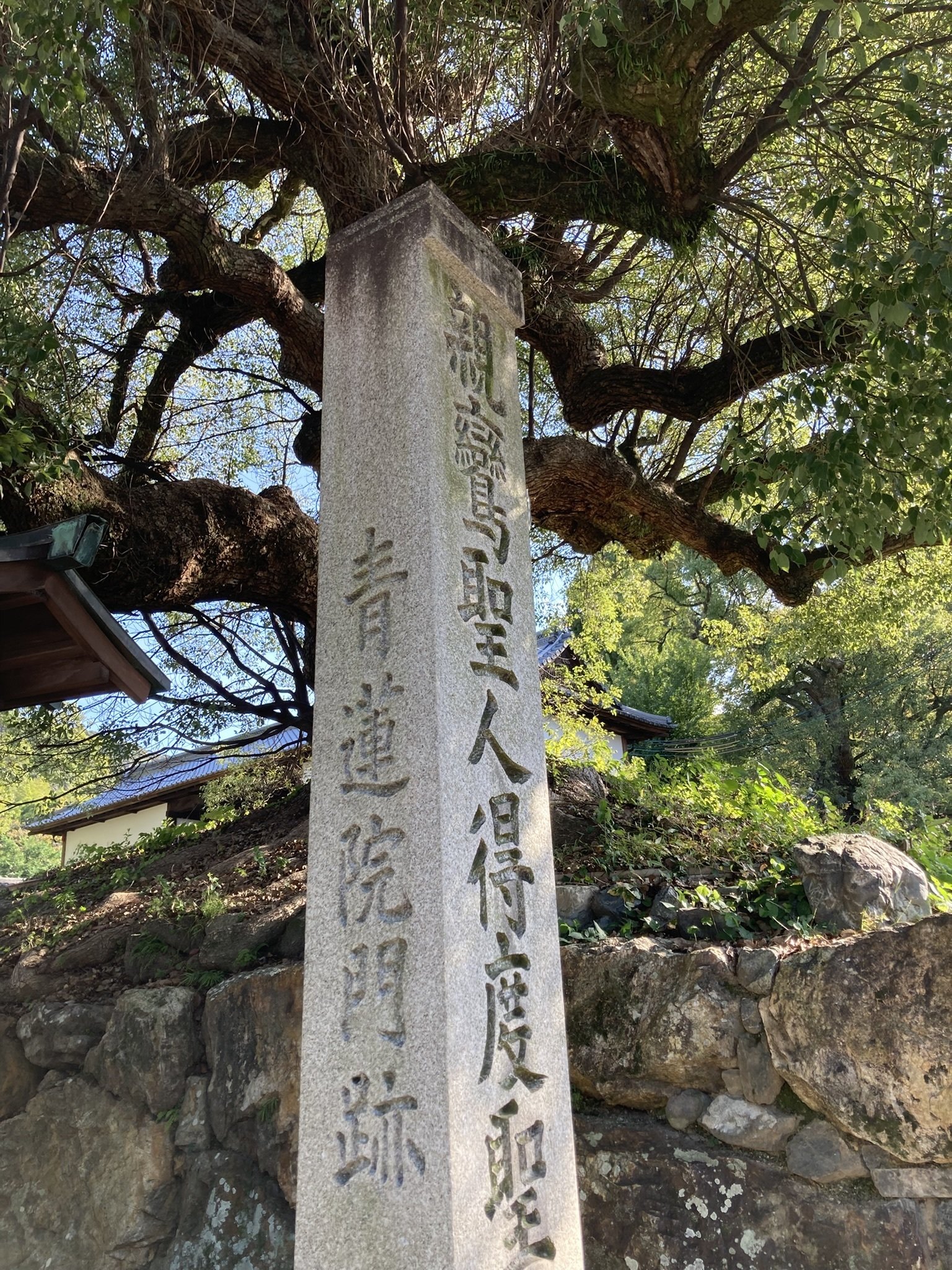 青蓮院門跡（20251030）｜やまいつ