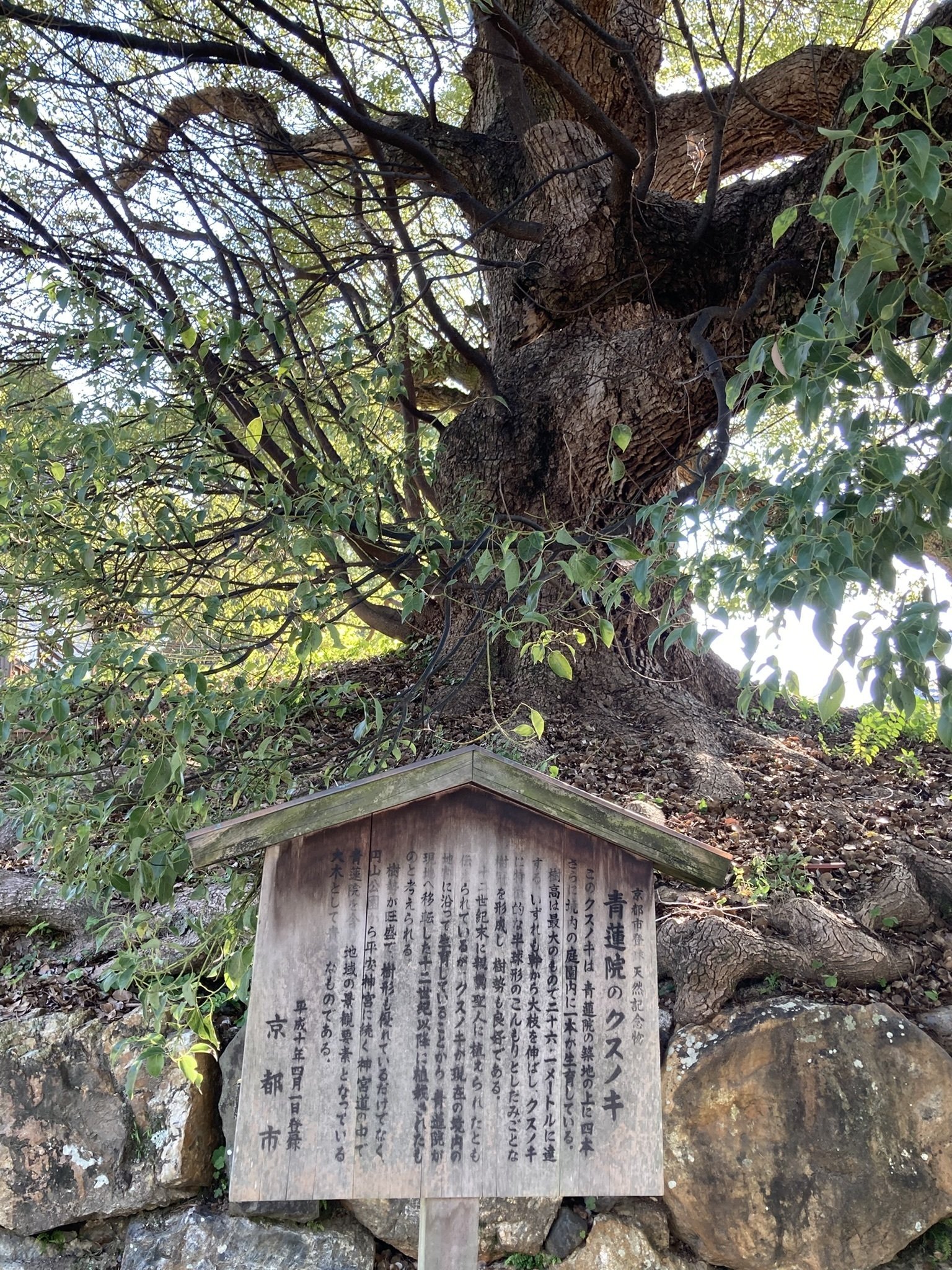 青蓮院門跡（20251030）｜やまいつ