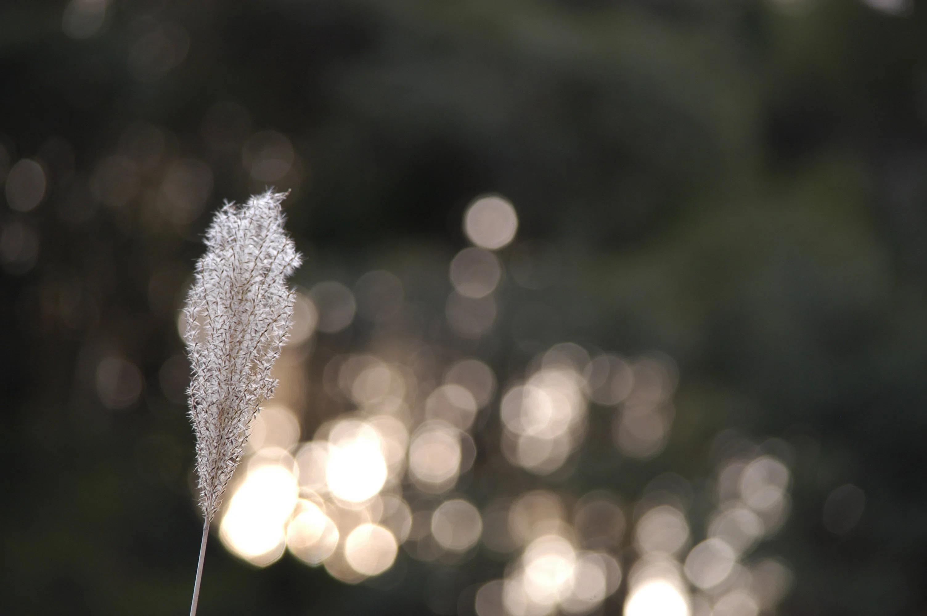CCD機と戯れる - Nikon D100｜Daichi Okamoto
