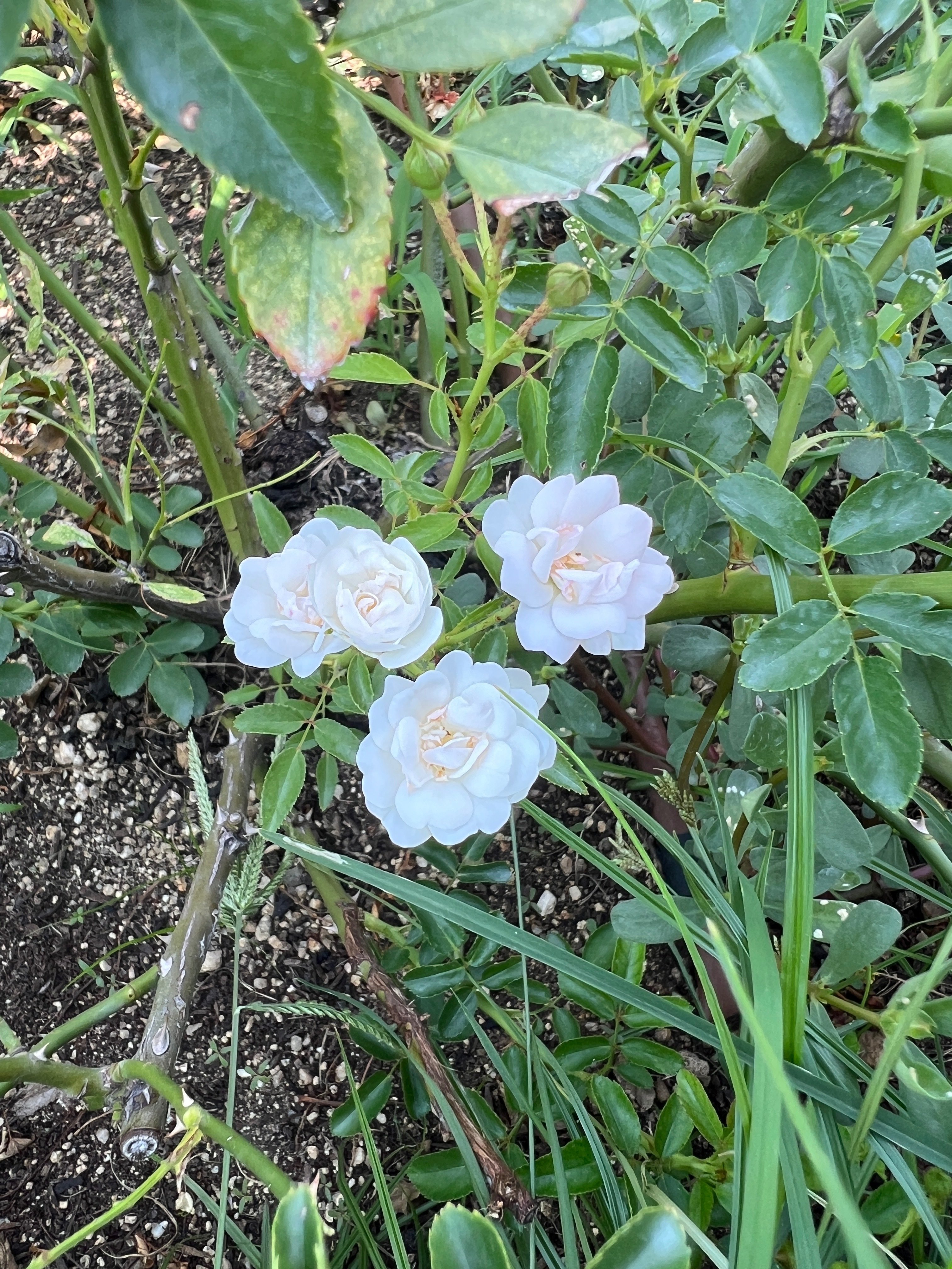 🌹薔薇マップ — 2️⃣ バラ園-西（花壇） — 中之島バラ園｜ぱぽにゃん