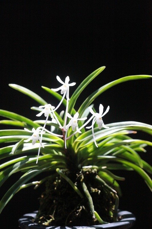 富貴蘭「鳳凰」の花｜KJ Morison