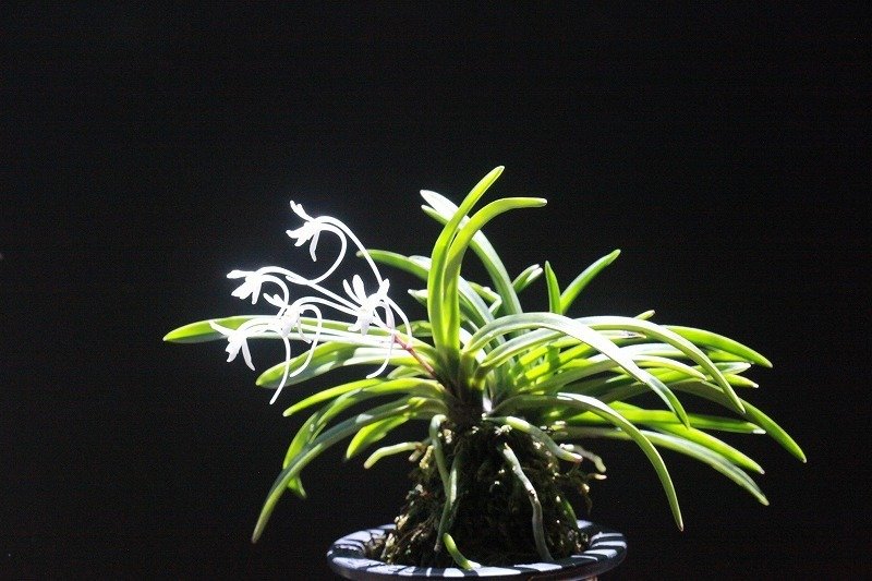 富貴蘭「鳳凰」の花｜KJ Morison