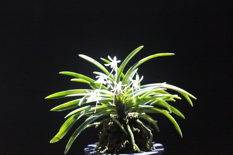 富貴蘭「鳳凰」の花｜KJ Morison