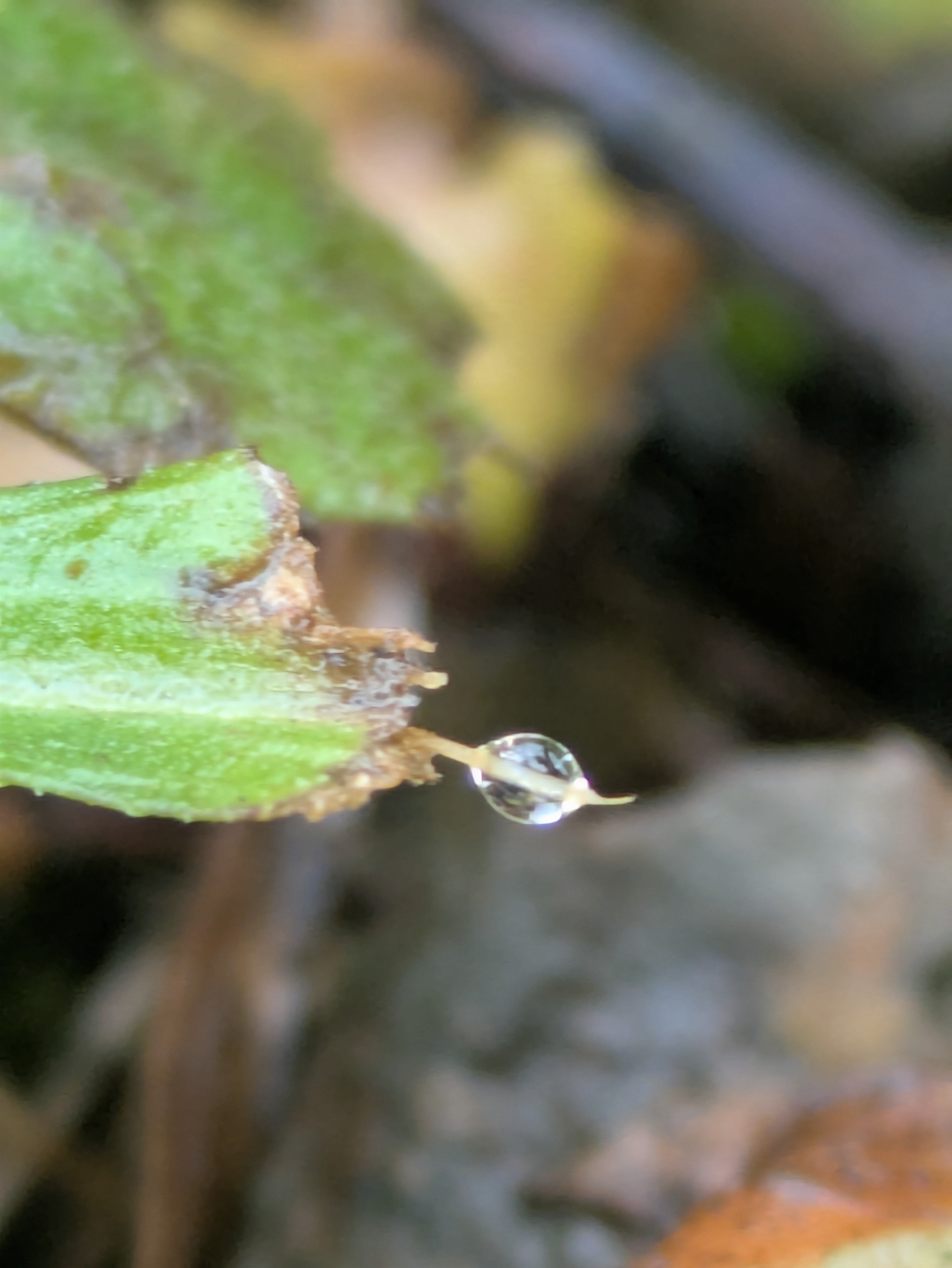 水滴 今朝の水滴⑬｜ichiro70