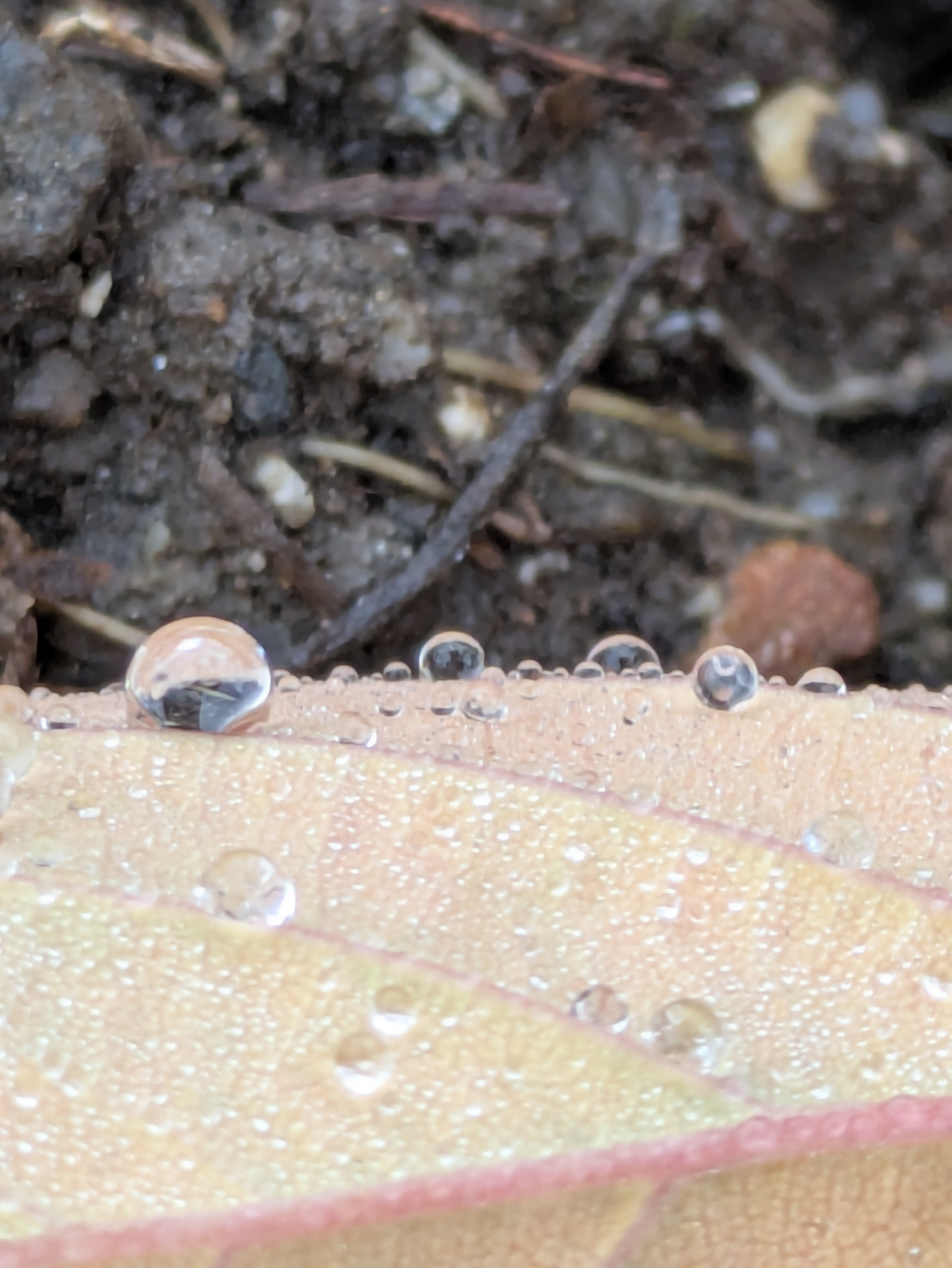 今朝の水滴⑮｜ichiro70