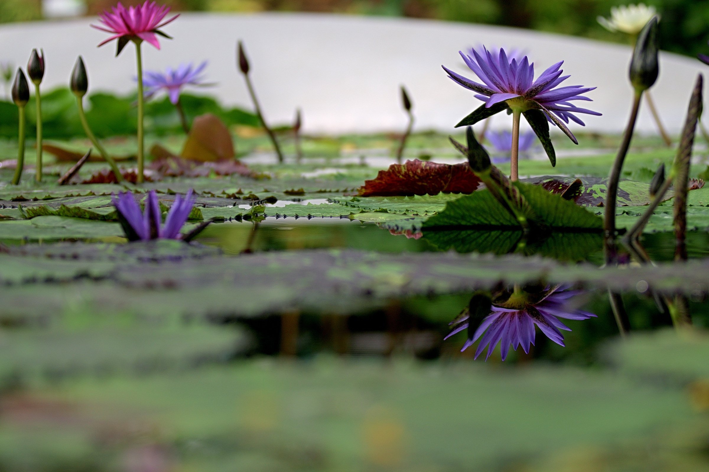 水面に浮かぶ宝石、スイレンの魅力をご紹介！｜よさだや
