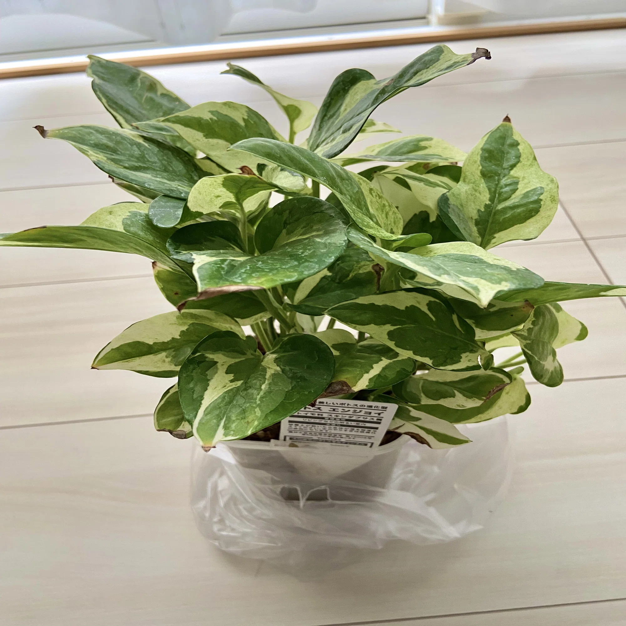 ポトス・エンジョイとかいう楽しそうな観葉植物を買った｜たけのこ 