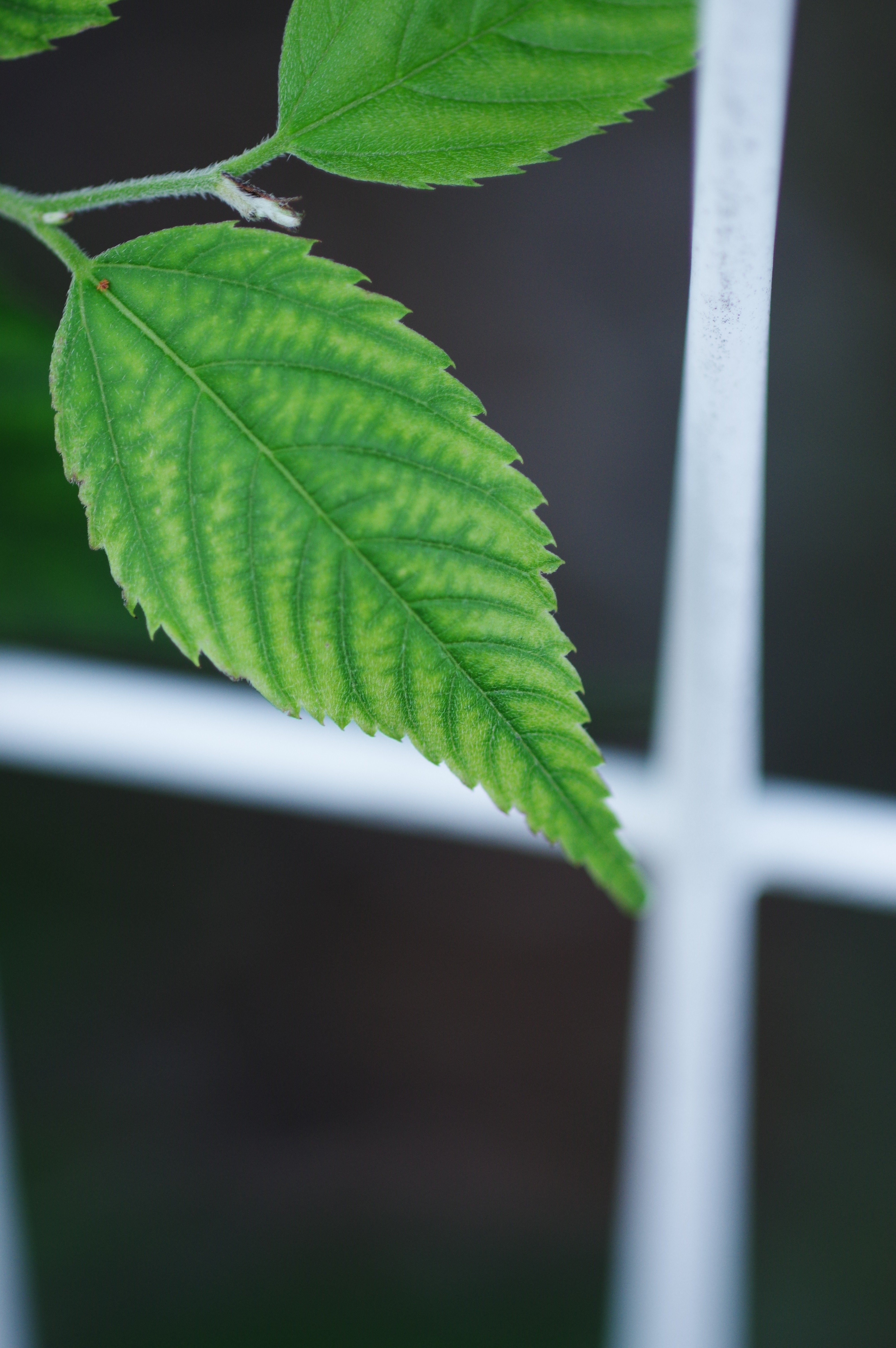 葉っぱ 葉っぱのしくみ｜仙台市