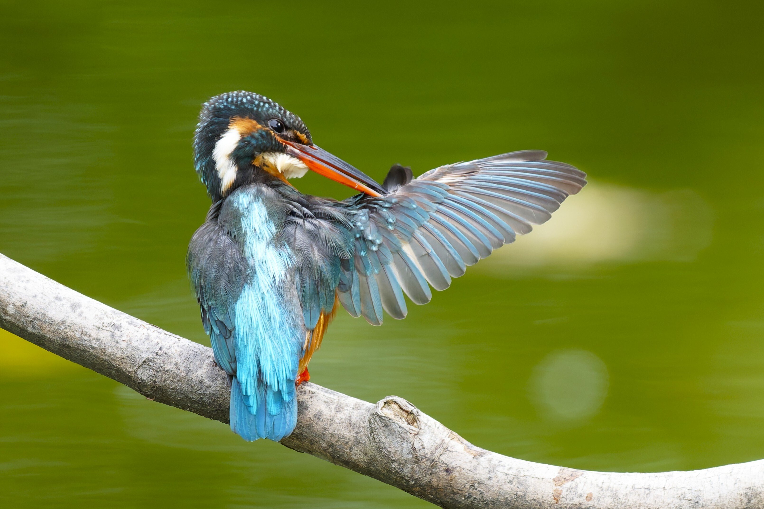 キビタキ　レジンヘアゴム　夏鳥　野鳥 キビタキ レジンヘアゴム 夏鳥 野鳥 キビタキレジンヘアゴム夏鳥野鳥
