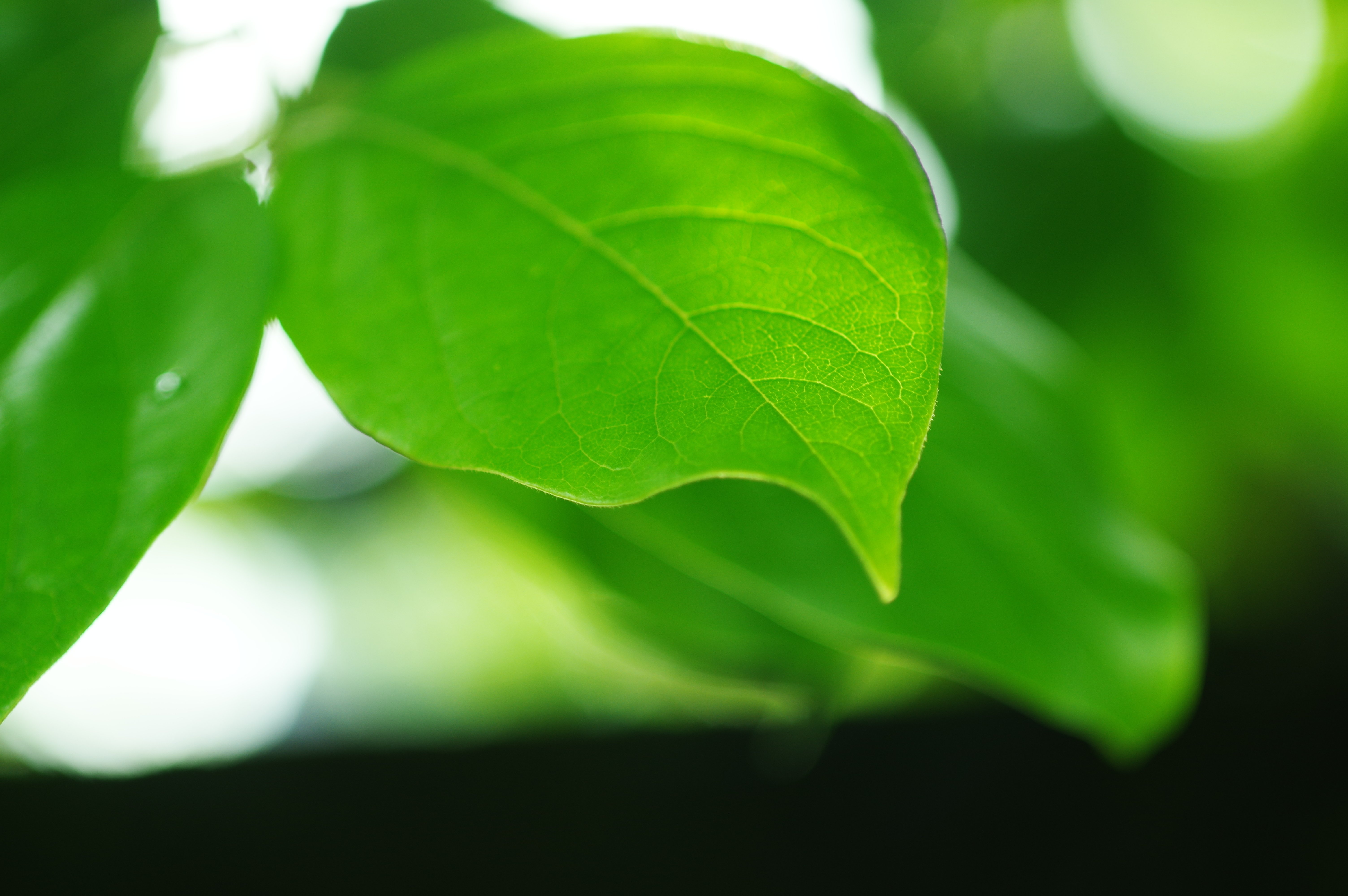 葉っぱのはなし｜tomitomi_otomi