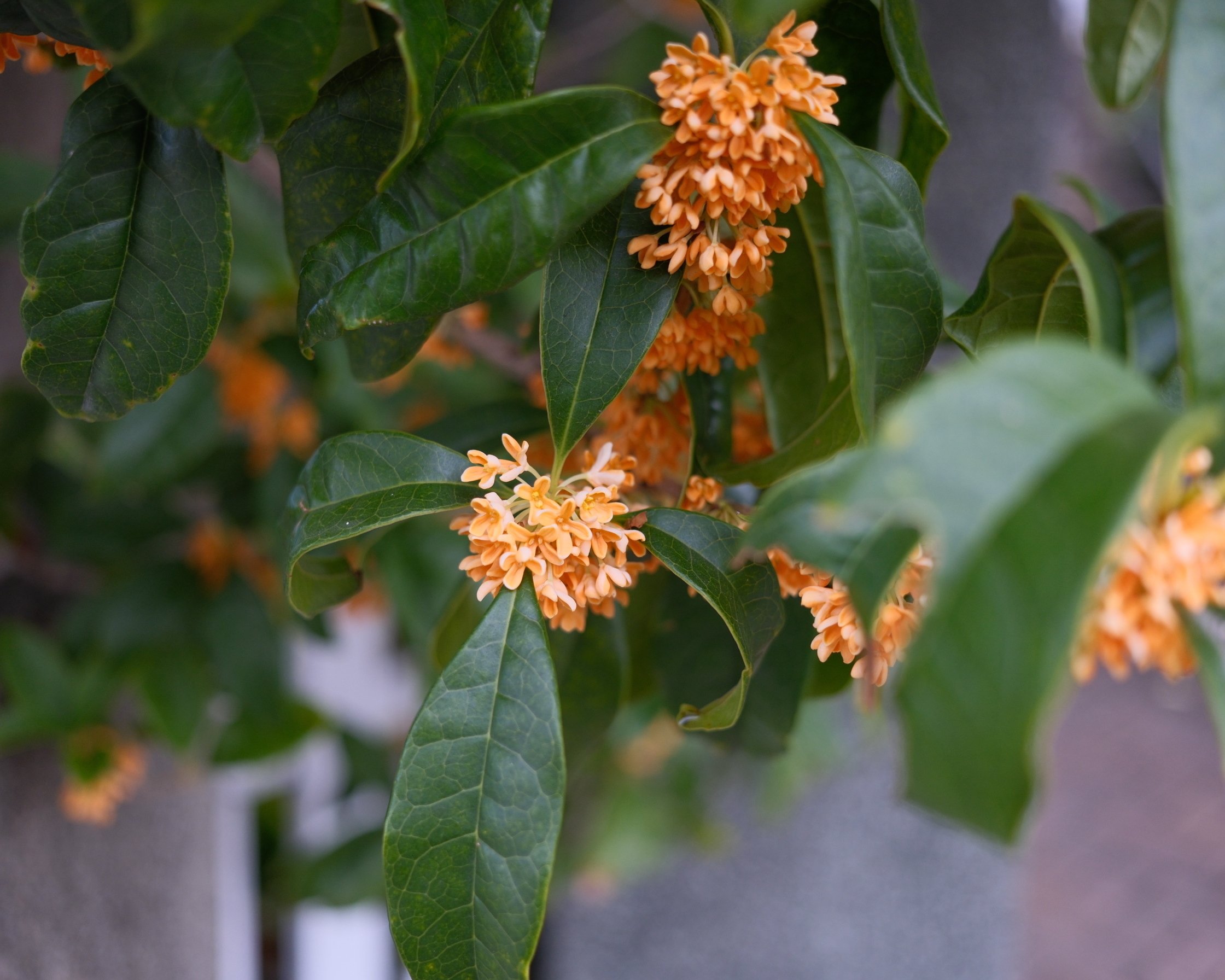 金木犀の香りは心をフラットにしてくれる｜やまぐちゆうき