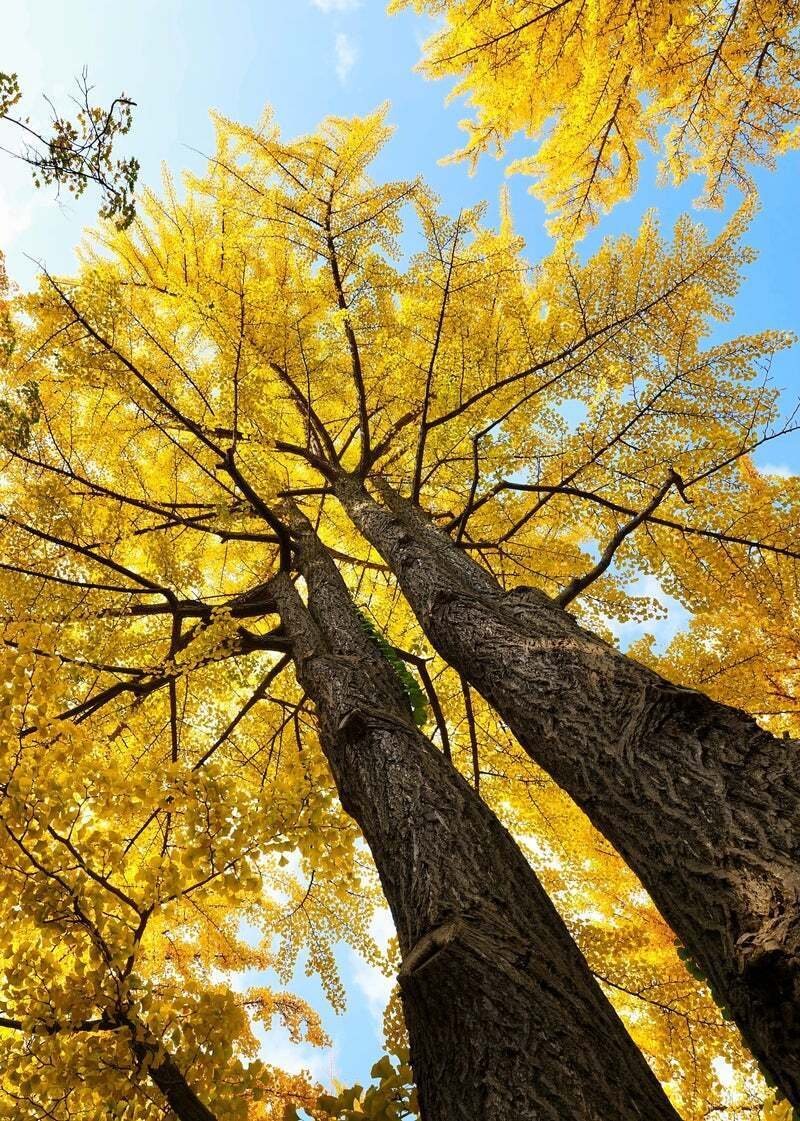 北の銀杏並木｜kuro335