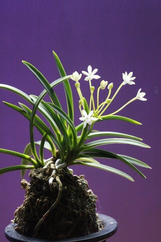 富貴蘭「美鈴」の花｜KJ Morison