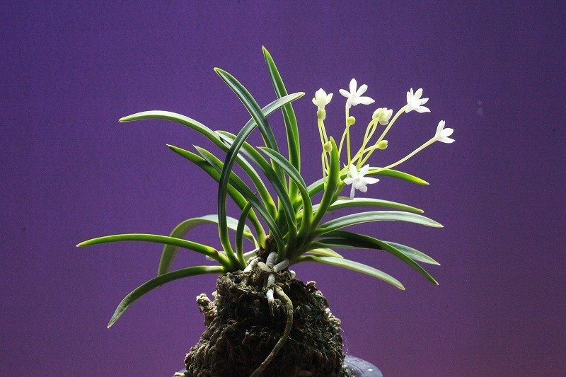 富貴蘭「美鈴」の花｜KJ Morison