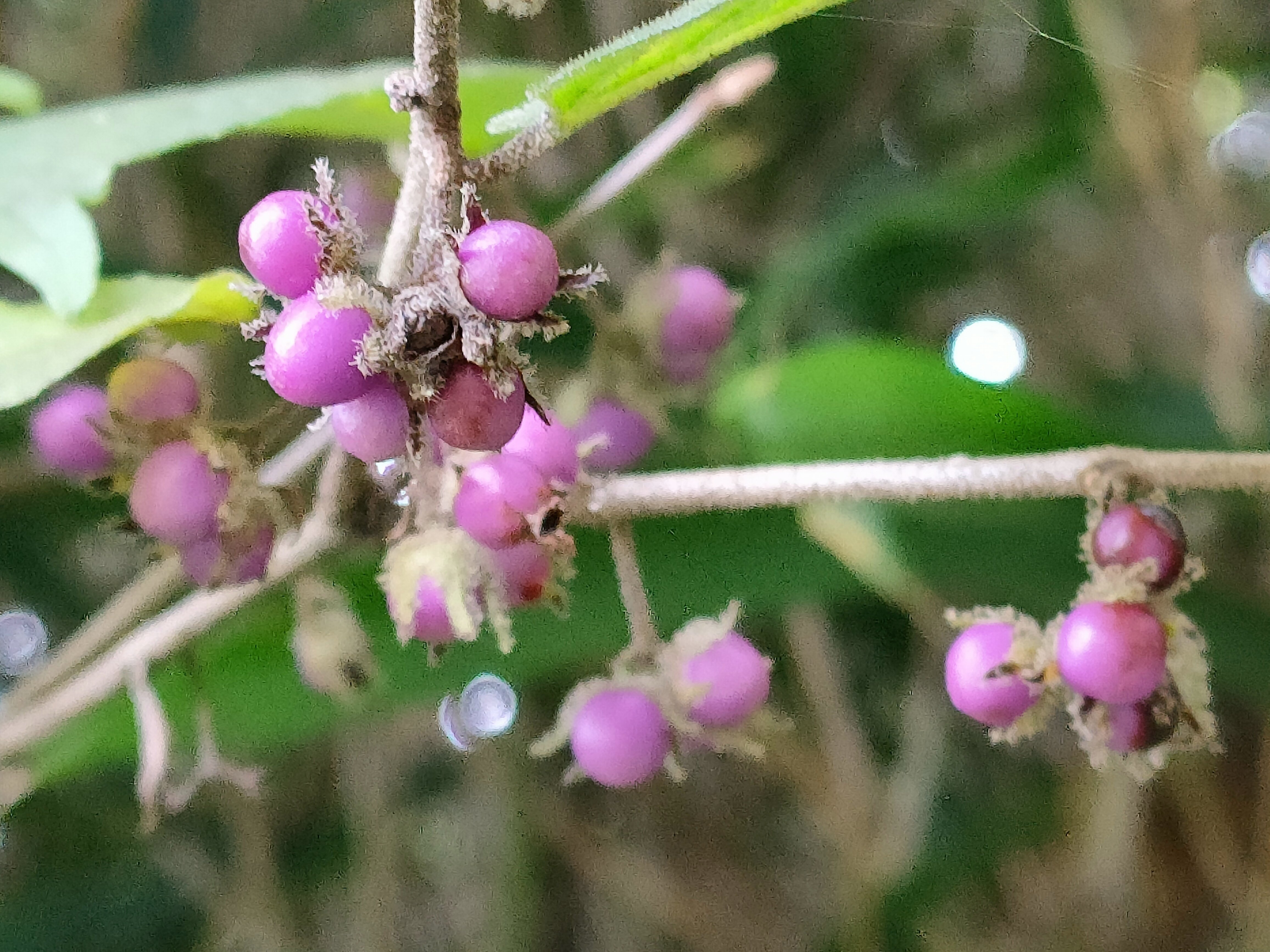 ヤブムラサキ｜月澄狸