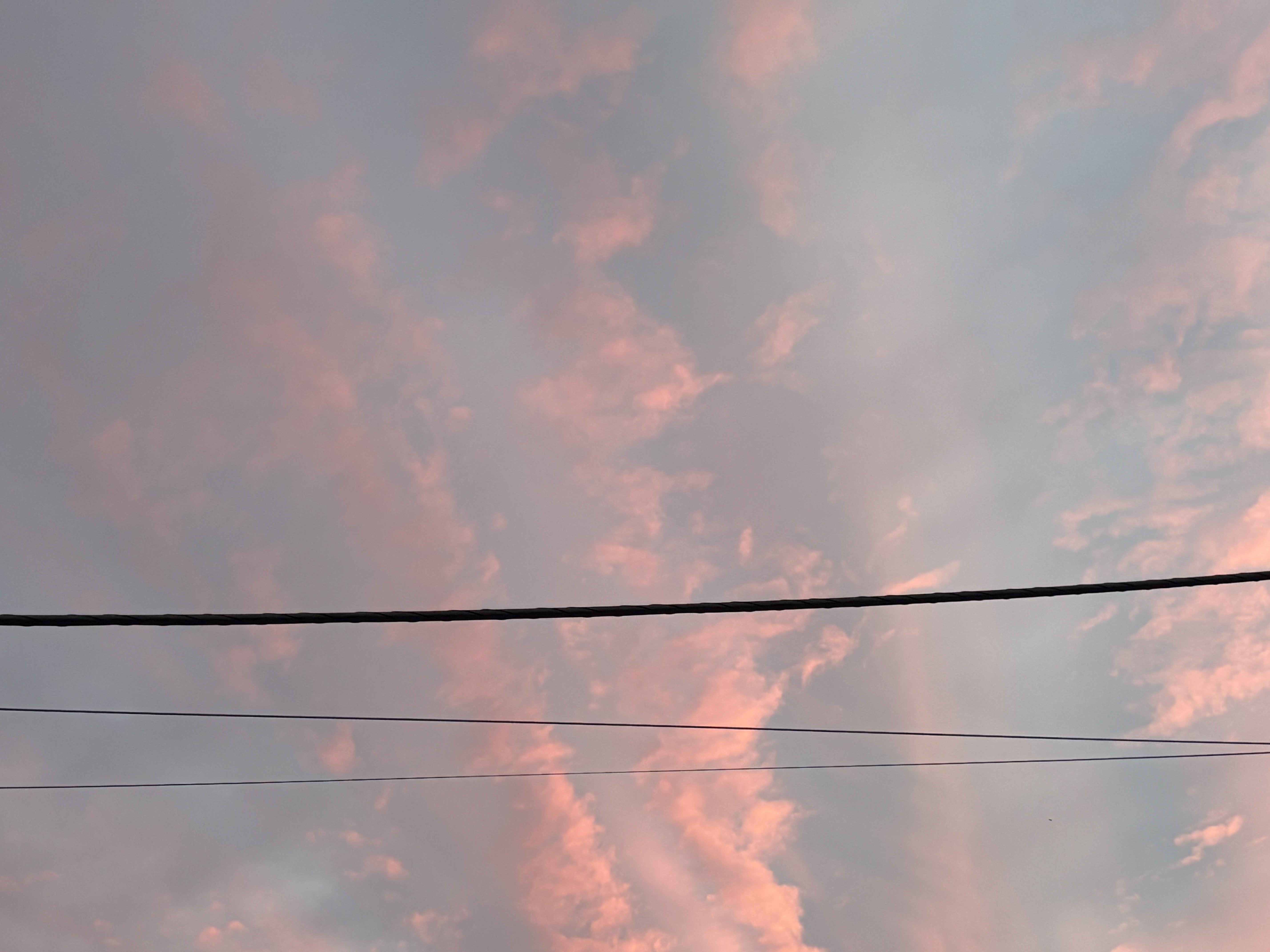 夕暮れを 追いかけ残り香 金木犀｜西藍希