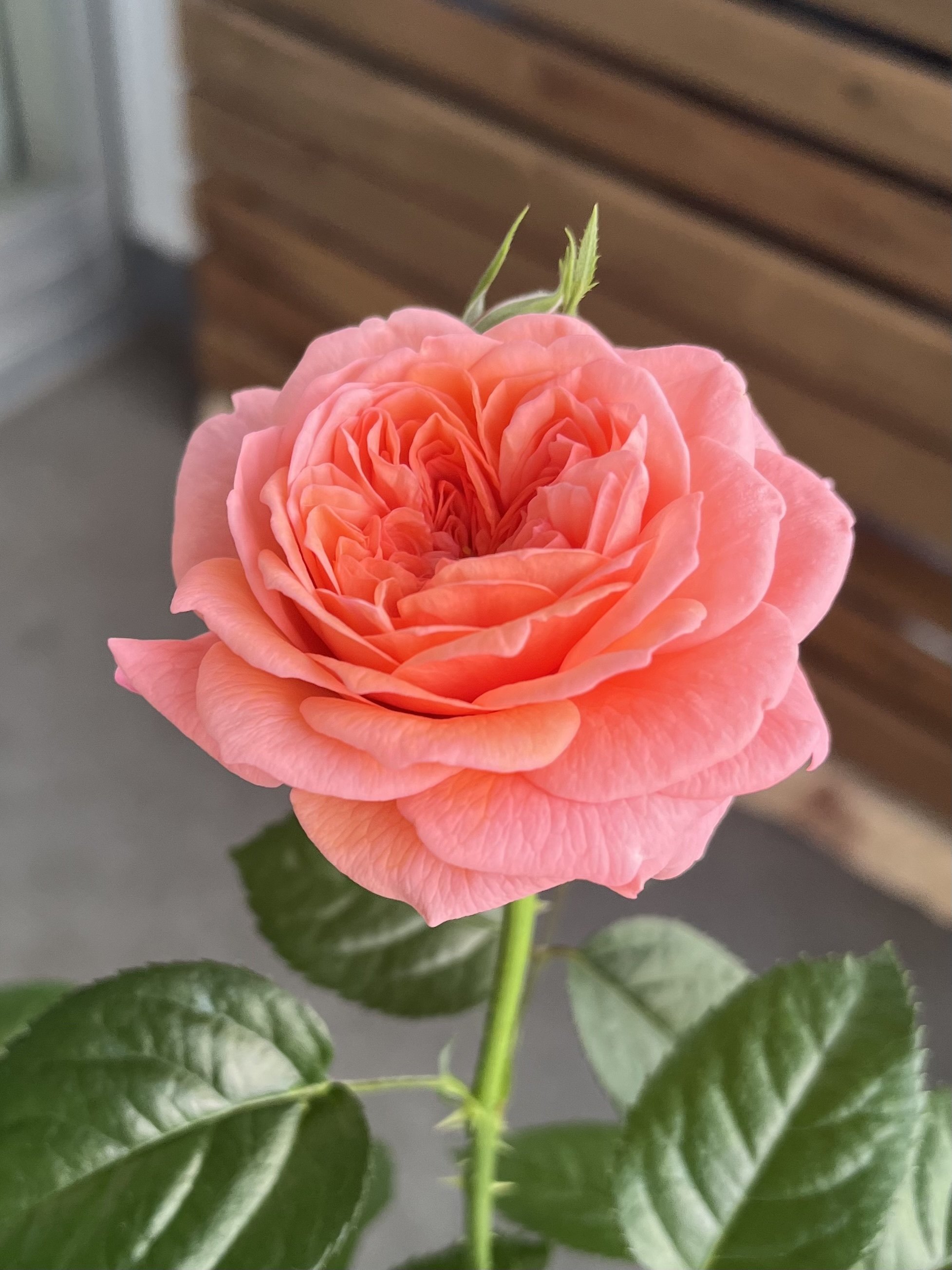 バラ 〜 初めてのロサオリエンティス 'ライフ' 2 開花｜Strelitzia