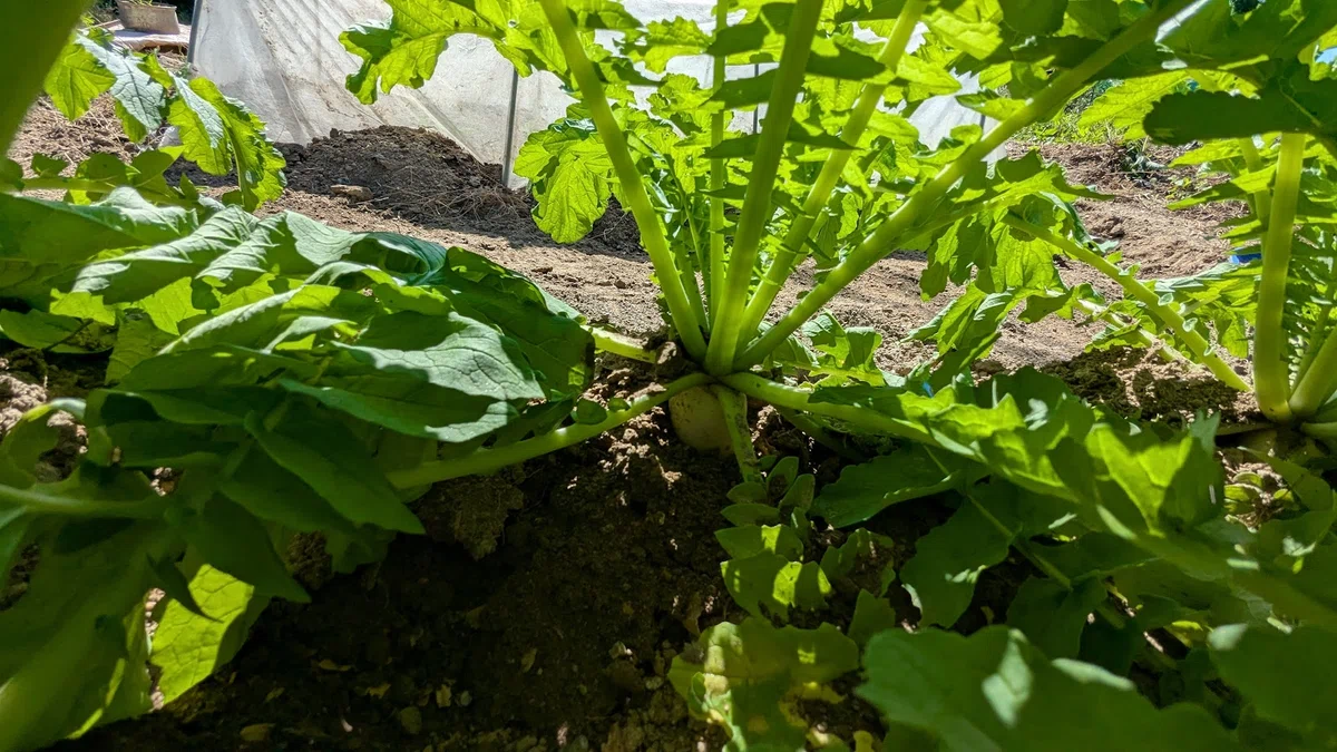 Squash Net For Insect Control Growth of Daikon Radishes|夢見るにゃんたろう