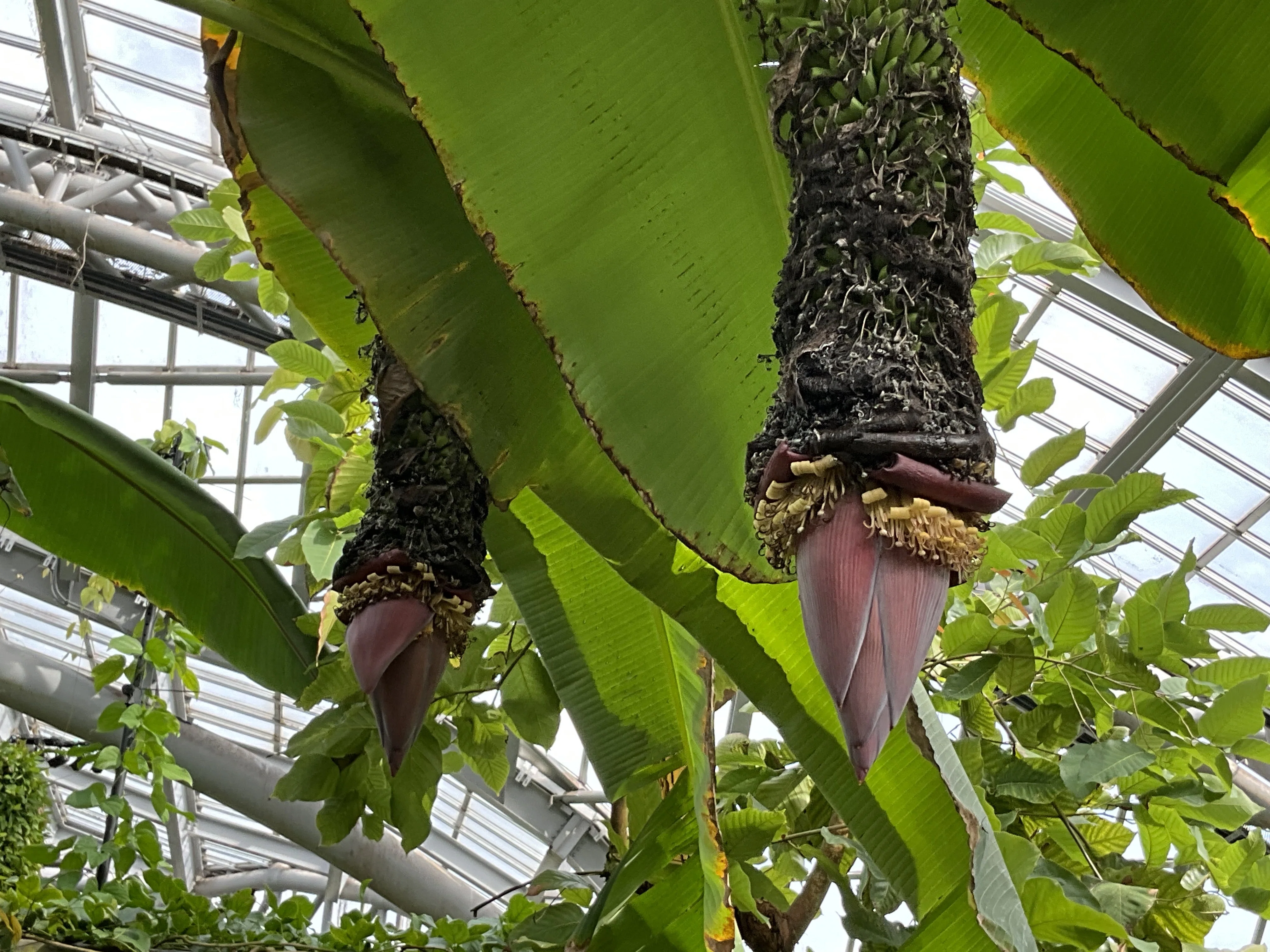 センナリバナナ 苗 センナリバナナ（京都府立植物園）：2025年12月1日（月）｜藤井秀昭