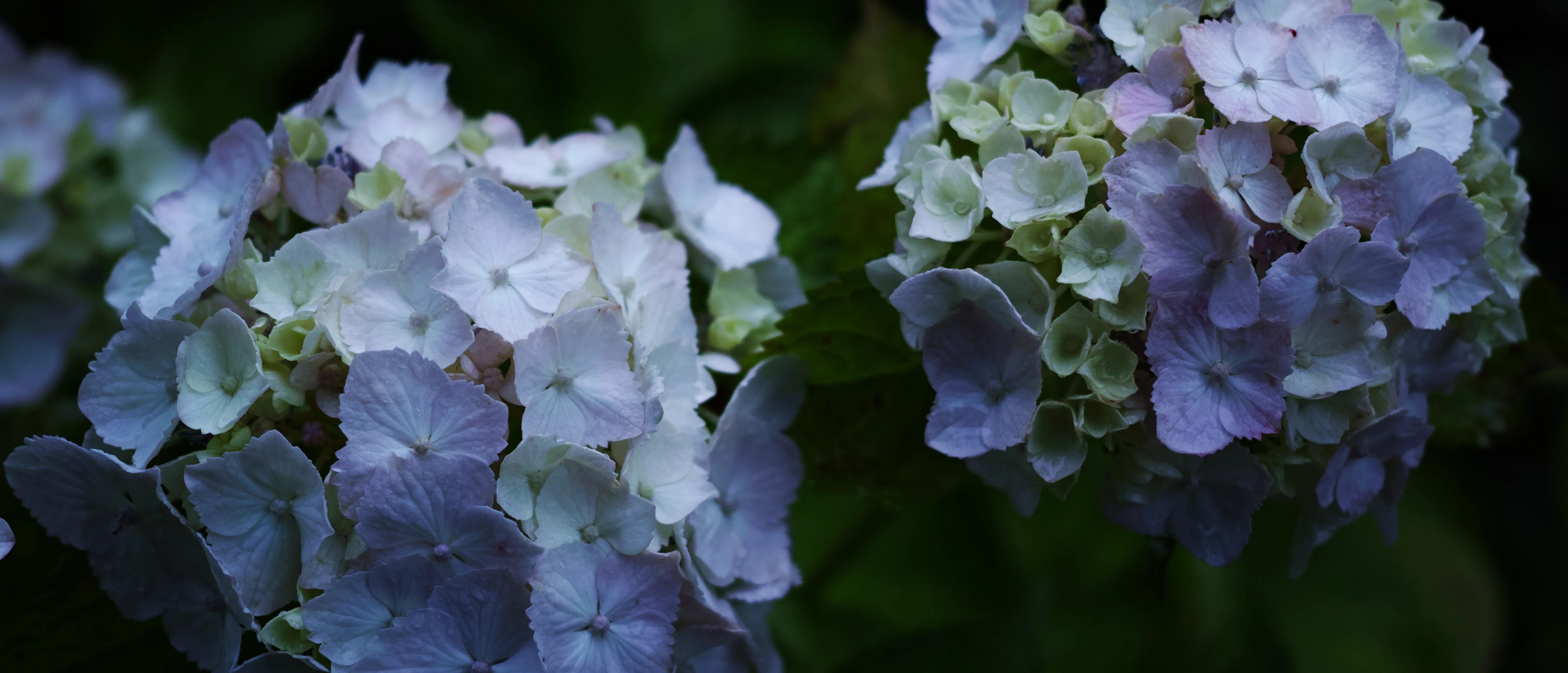 dp2 Quattro STILL | 紫陽花とFoveon｜Ento