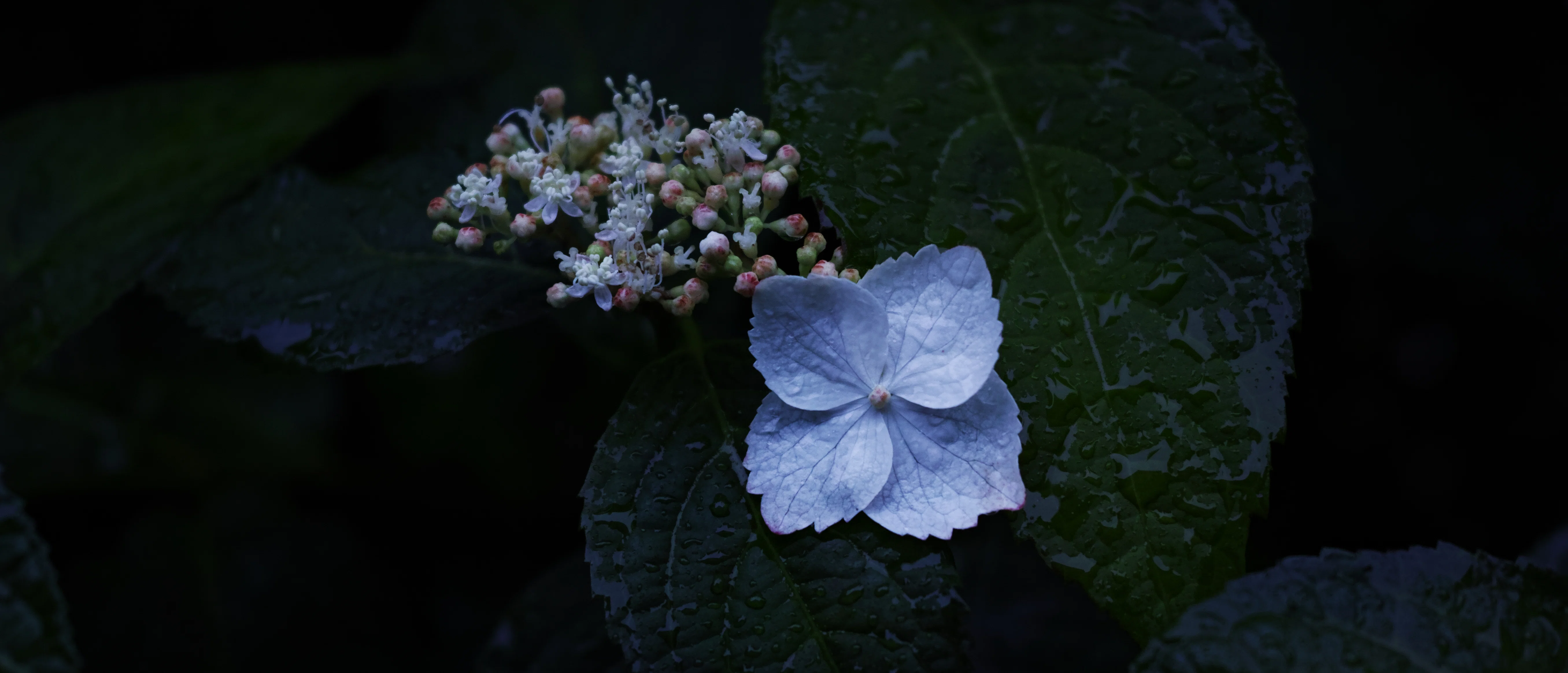 dp2 Quattro STILL | 紫陽花とFoveon｜Ento