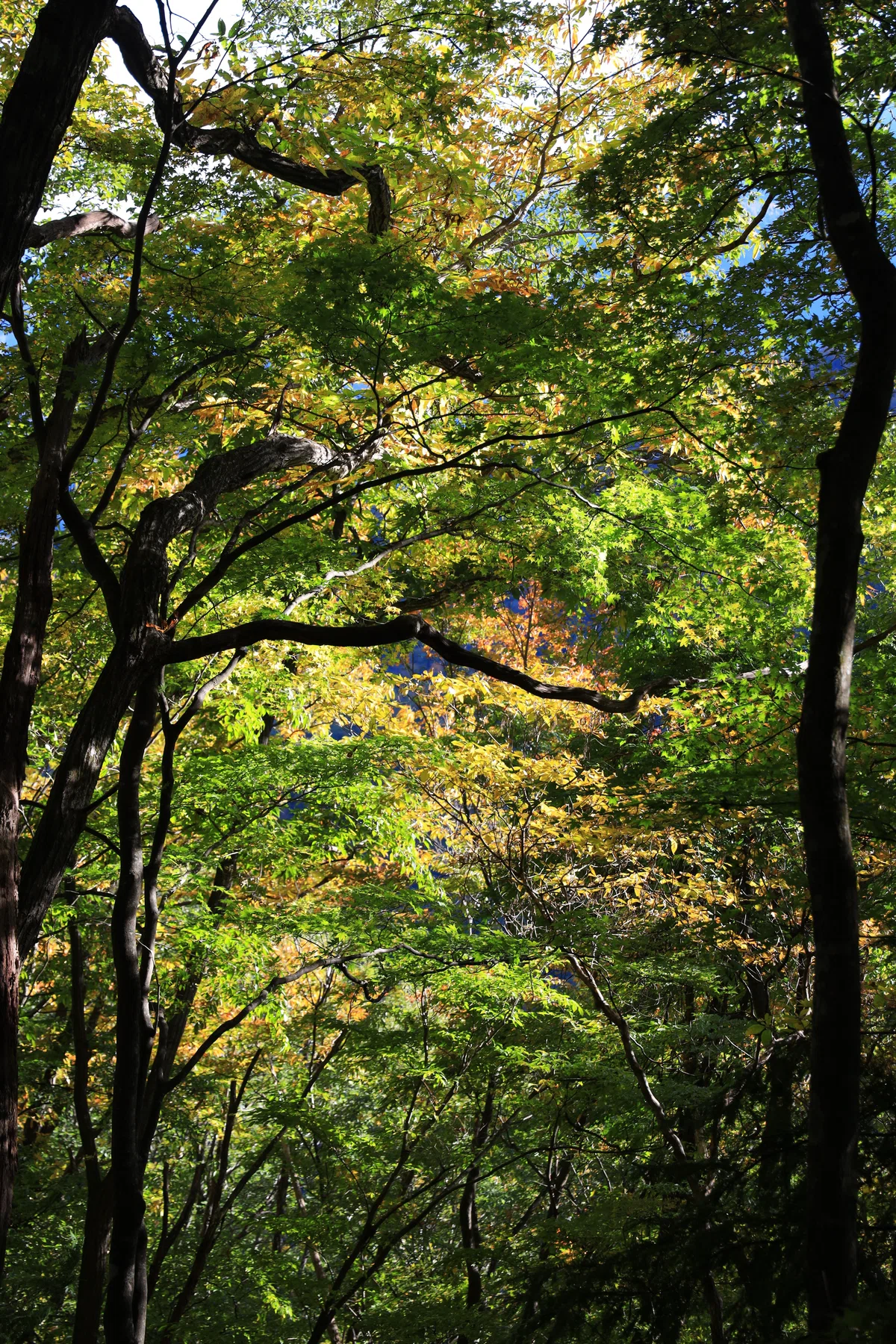 [Hiking] Mt. Hinata - Actually a Famous Spot for Autumn Leaves｜ゆうすけ｜オガノート