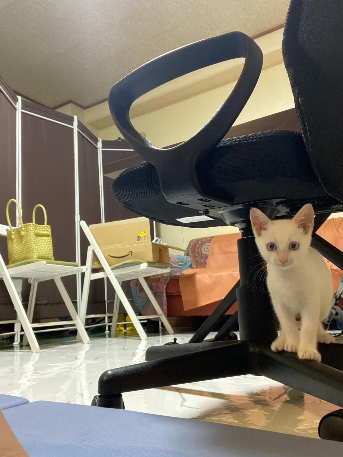 [DAY 14] A Record of My First Experience with a Rescue Cat Trial｜えりんご
