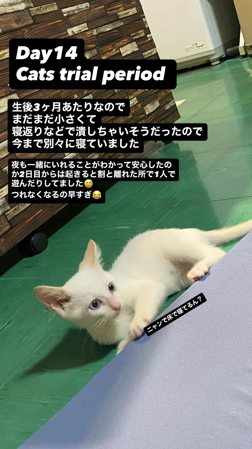[DAY 14] A Record of My First Experience with a Rescue Cat Trial｜えりんご