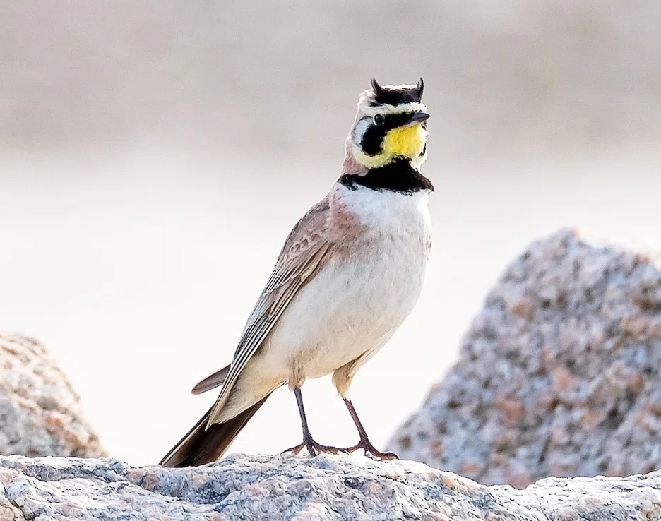 シカゴでバードウォッチング！】 Horned Lark ｜ローリー