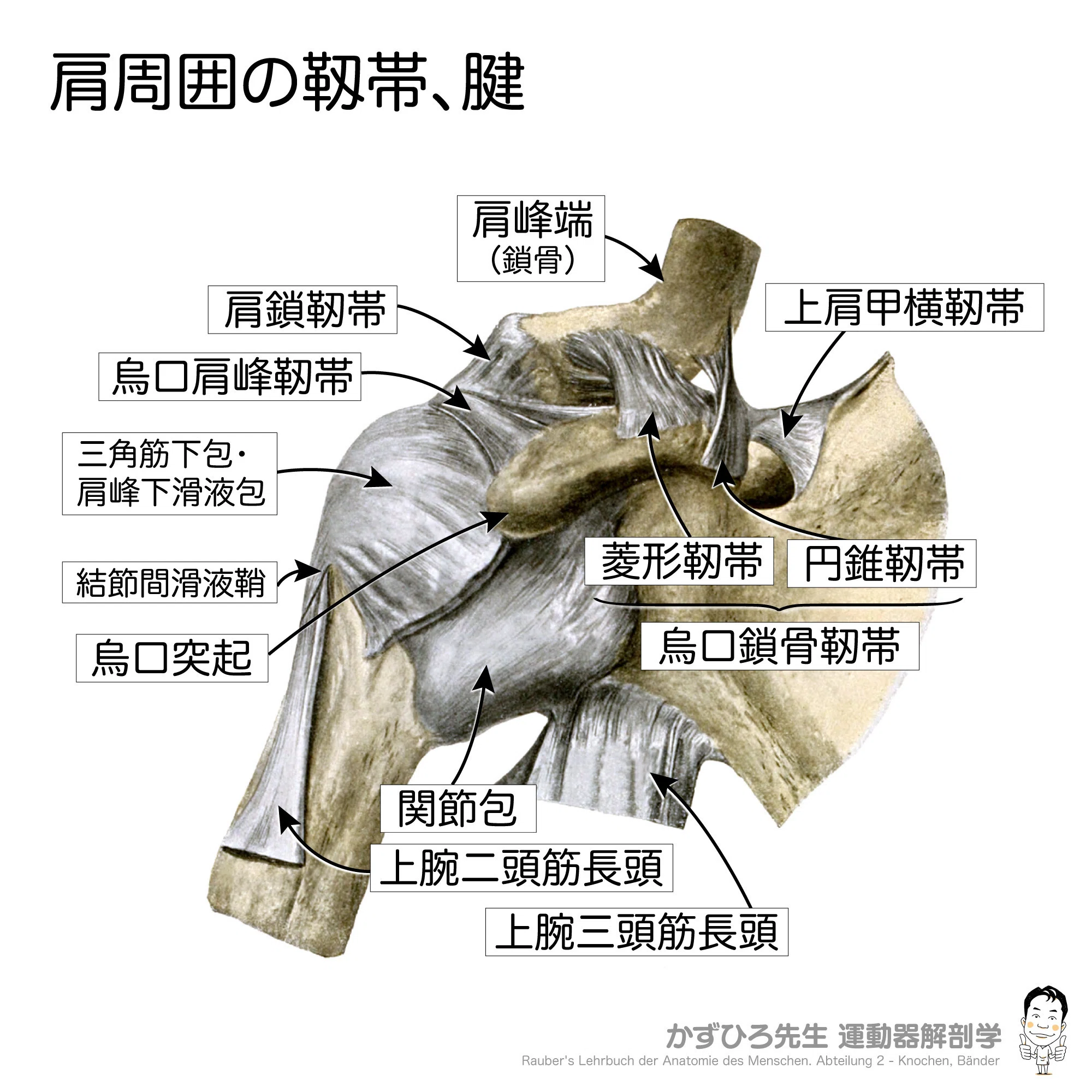肩関節周囲の靱帯と腱｜かずひろ先生（黒澤一弘｜解剖×教育×AI）
