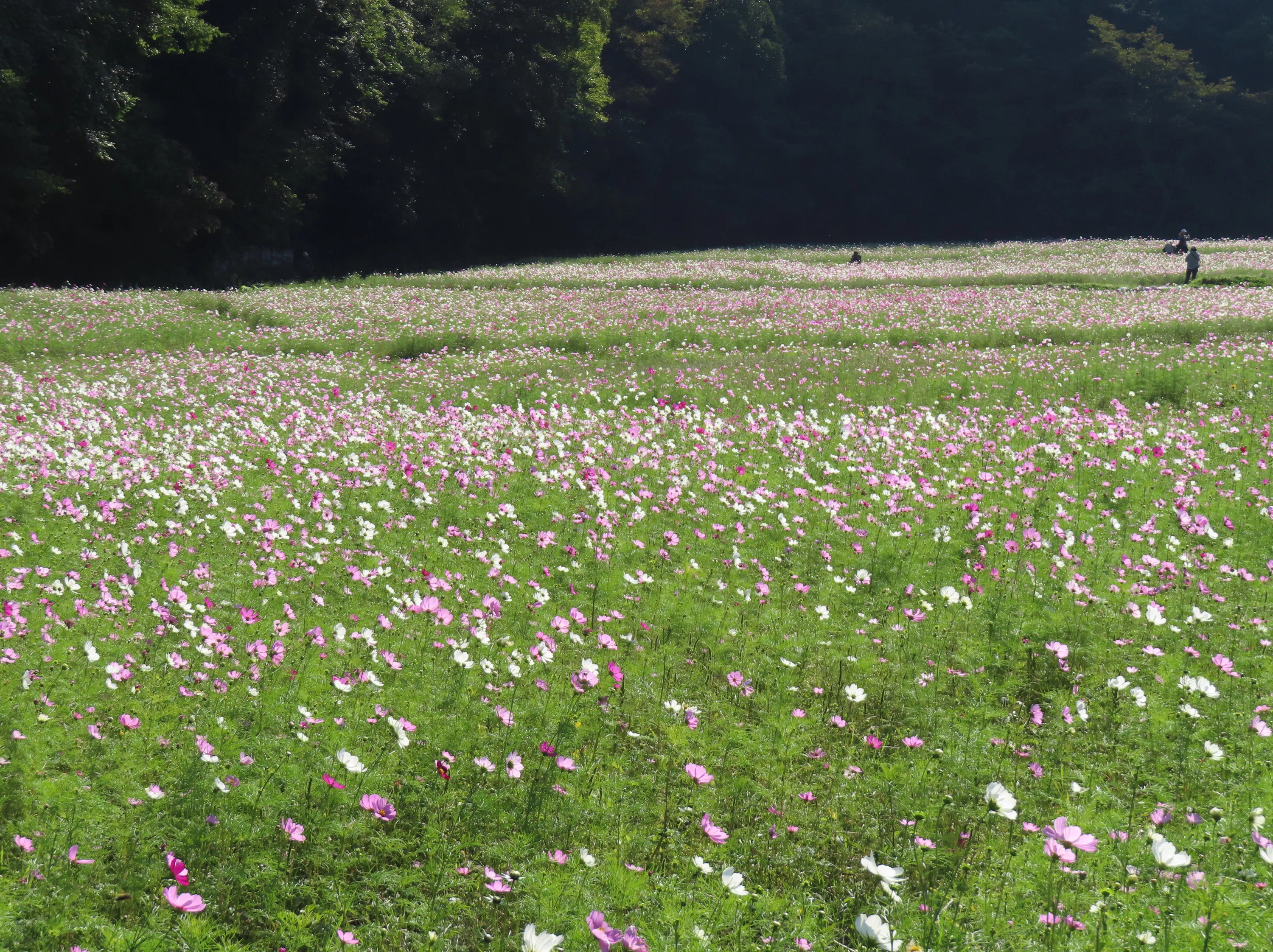 papiko様ご確認用 コスモス満開の「くりはま花の国」をお散歩｜花と日々 yas