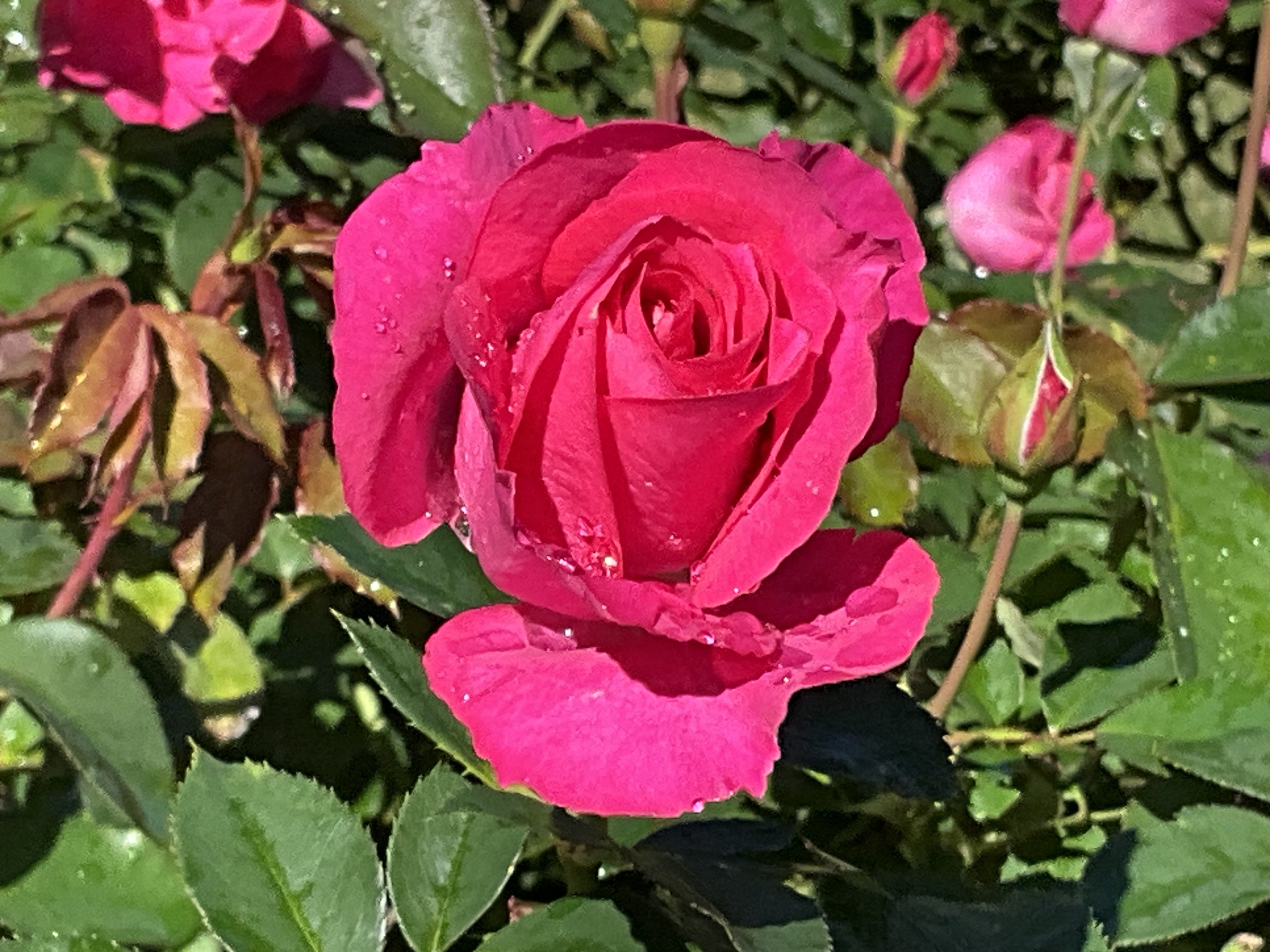 11月3日のグランド・マスターピースなど（京都府立植物園ばら園