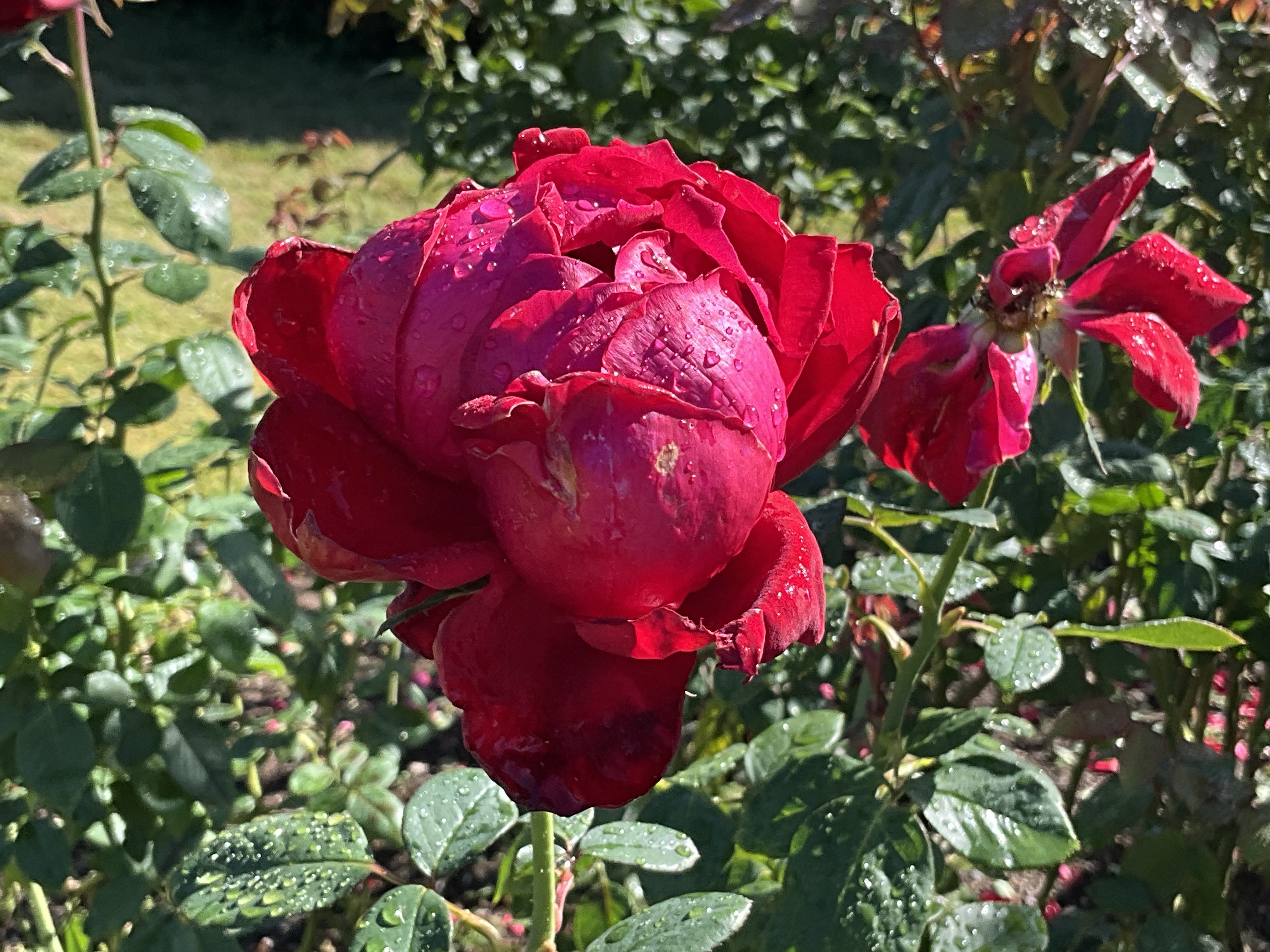 11月3日のグランド・マスターピースなど（京都府立植物園ばら園