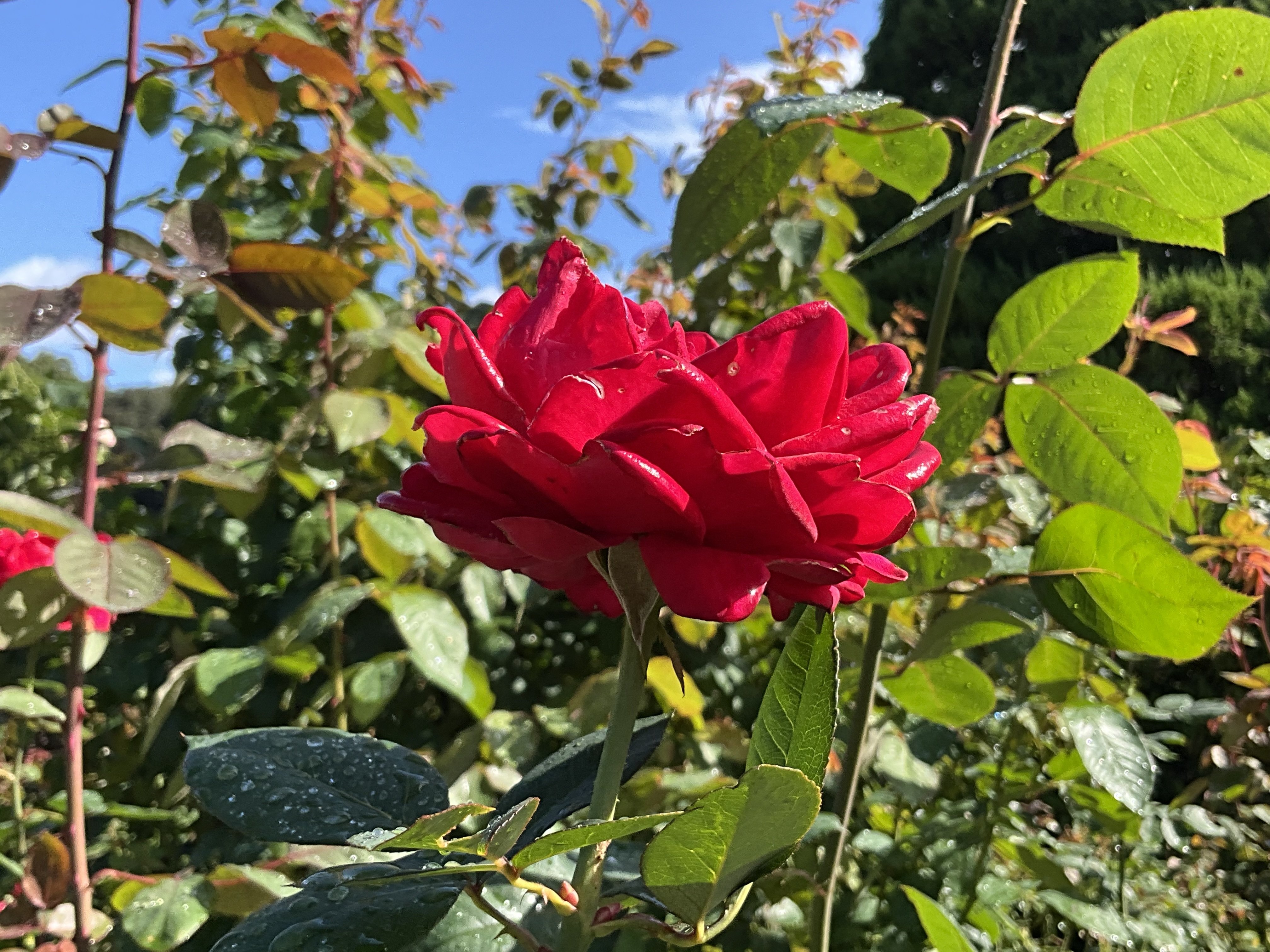 11月3日のグランド・マスターピースなど（京都府立植物園ばら園