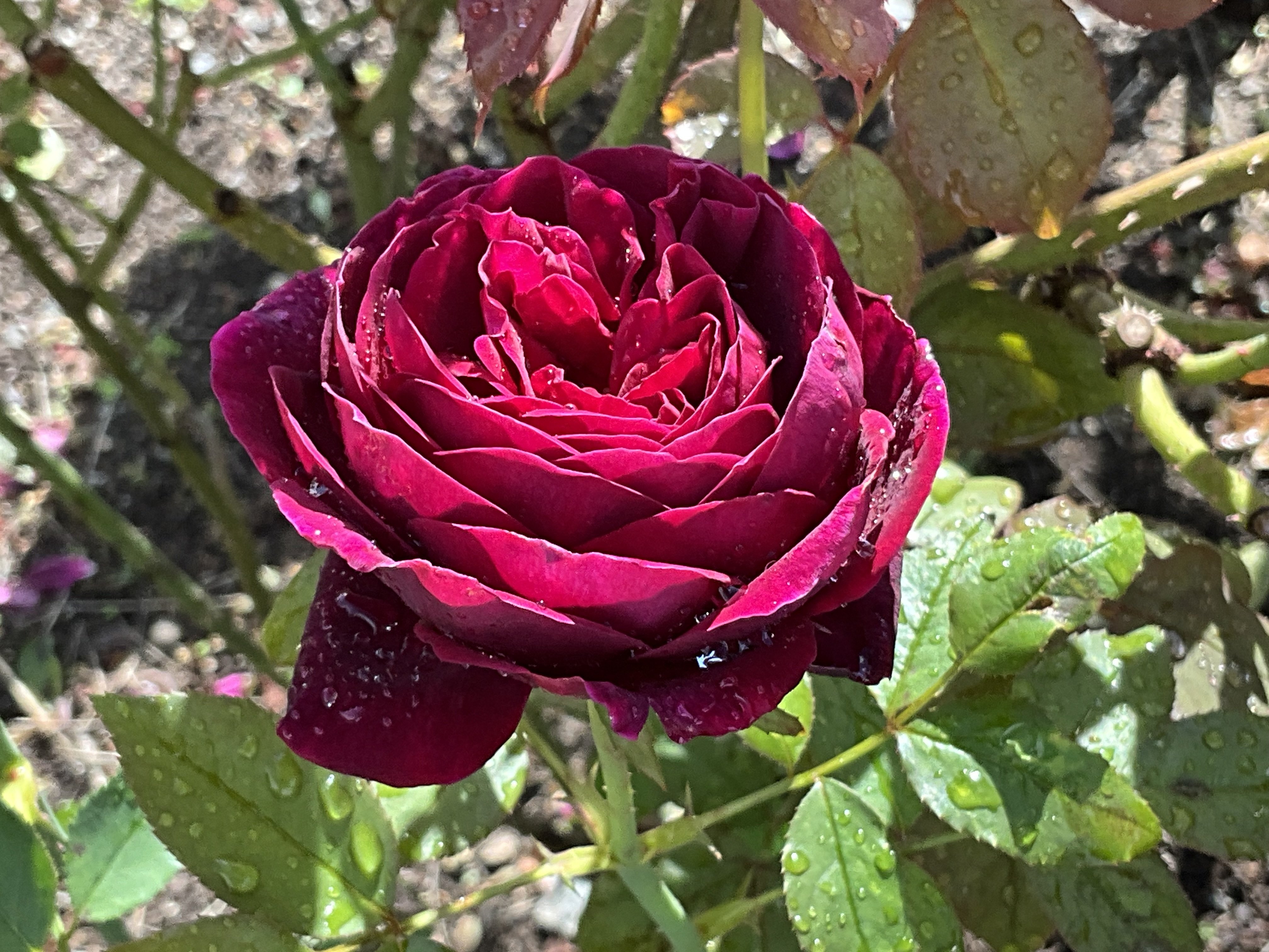 11月3日のグランド・マスターピースなど（京都府立植物園ばら園