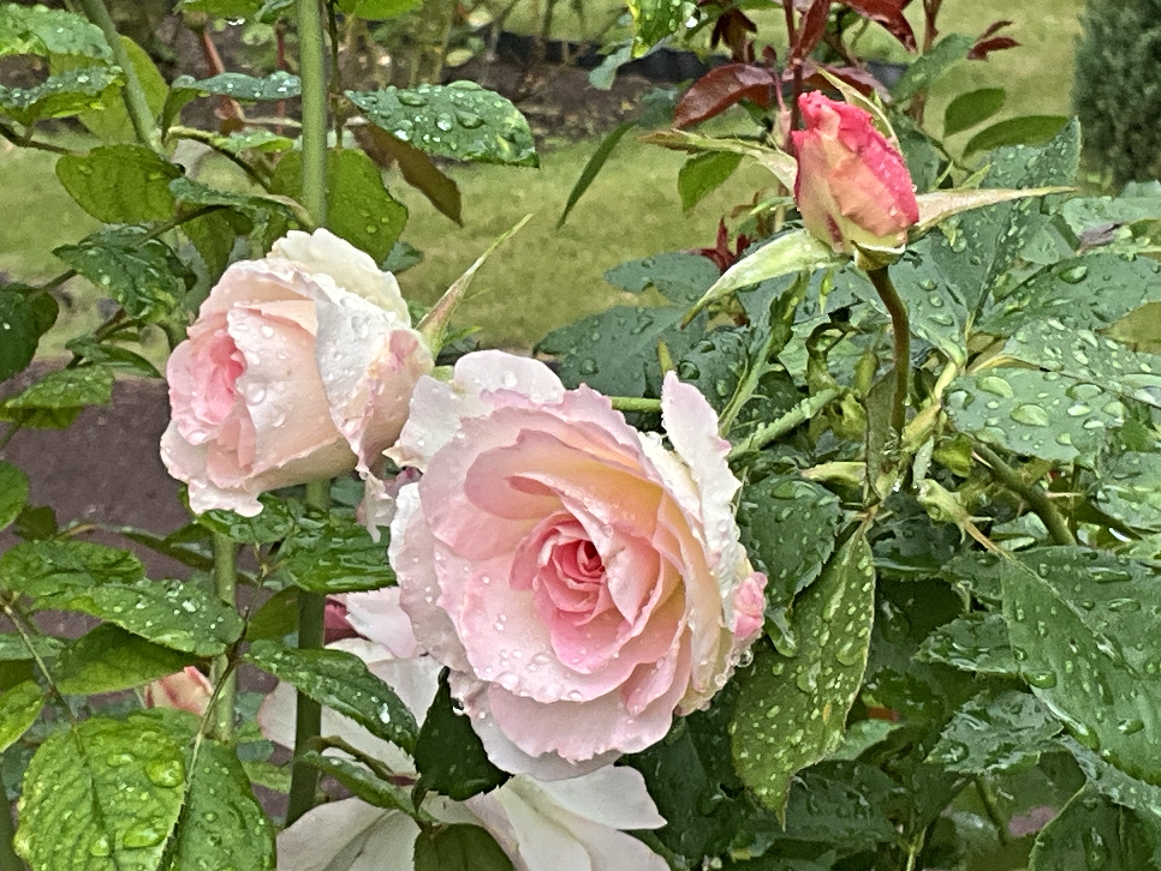 11月3日のグランド・マスターピースなど（京都府立植物園ばら園