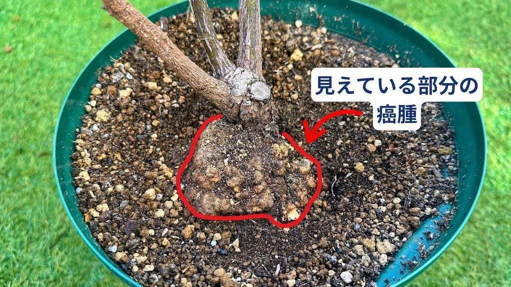 樹勢の弱いバラ」、根頭がんしゅ病になったらこうなる。｜[無農薬バラ