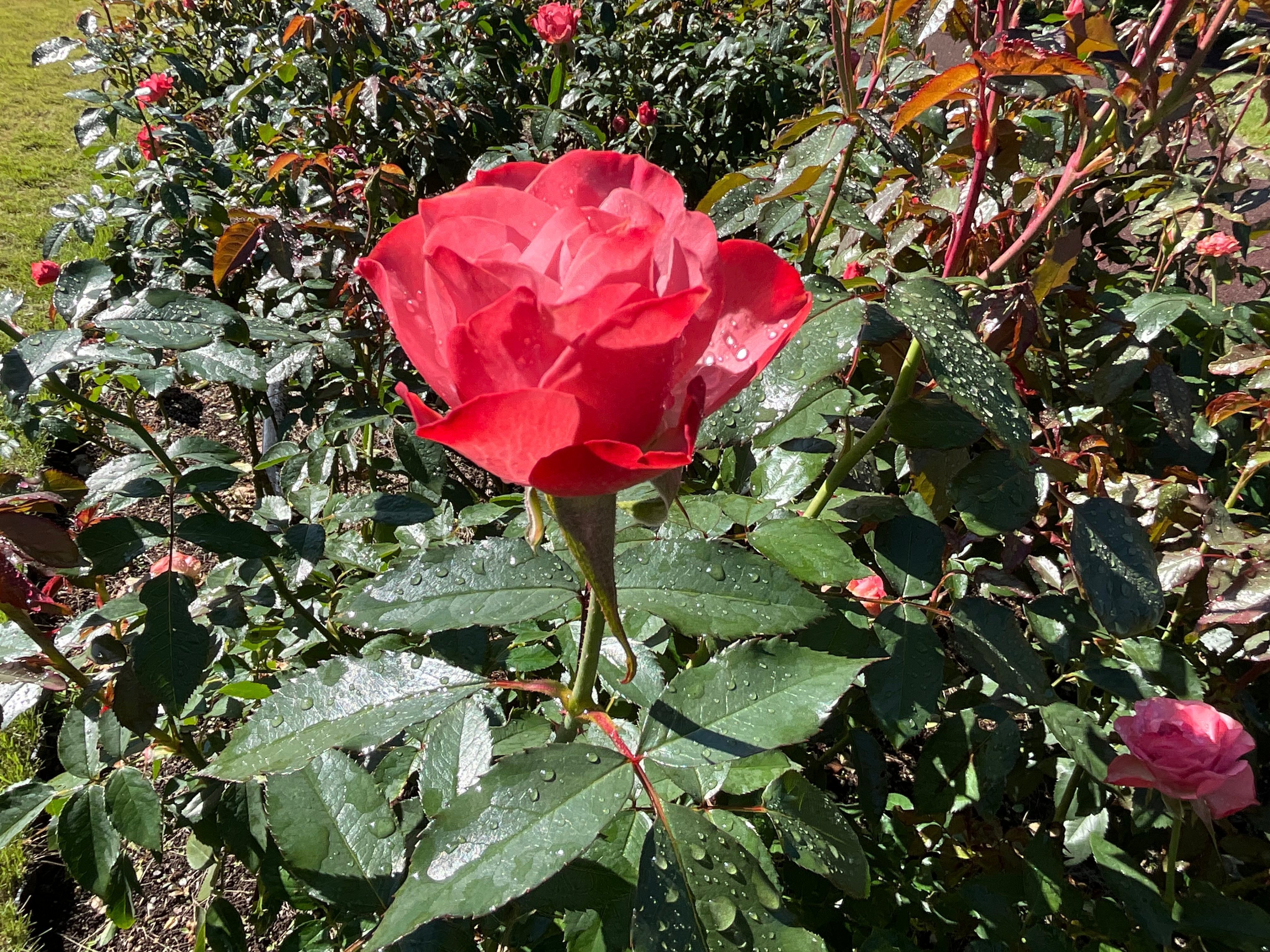11月3日のグランド・マスターピースなど（京都府立植物園ばら園