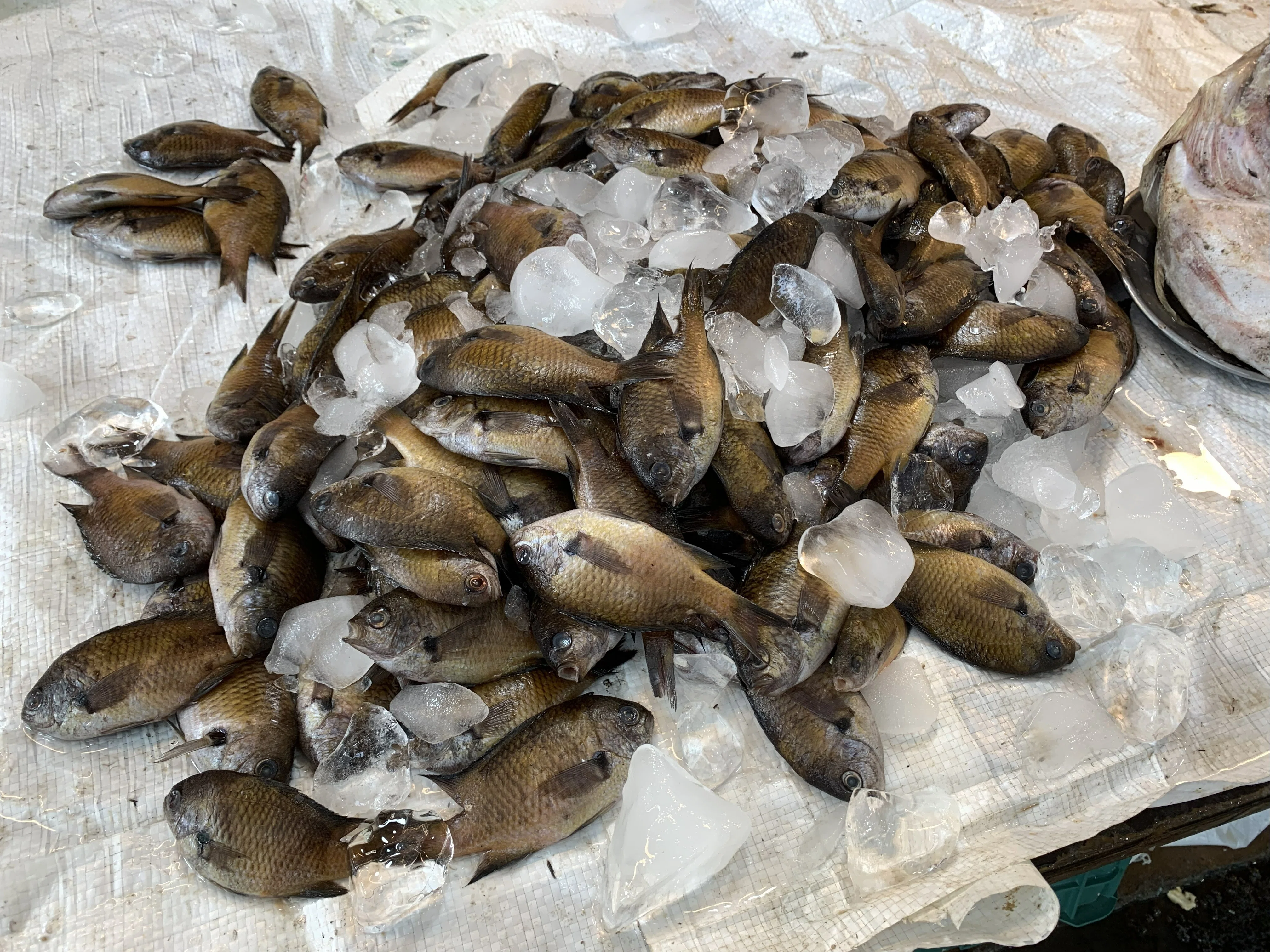 2025年11月3日（月）「未利用魚・スズメダイ（あぶってかも？）」｜お