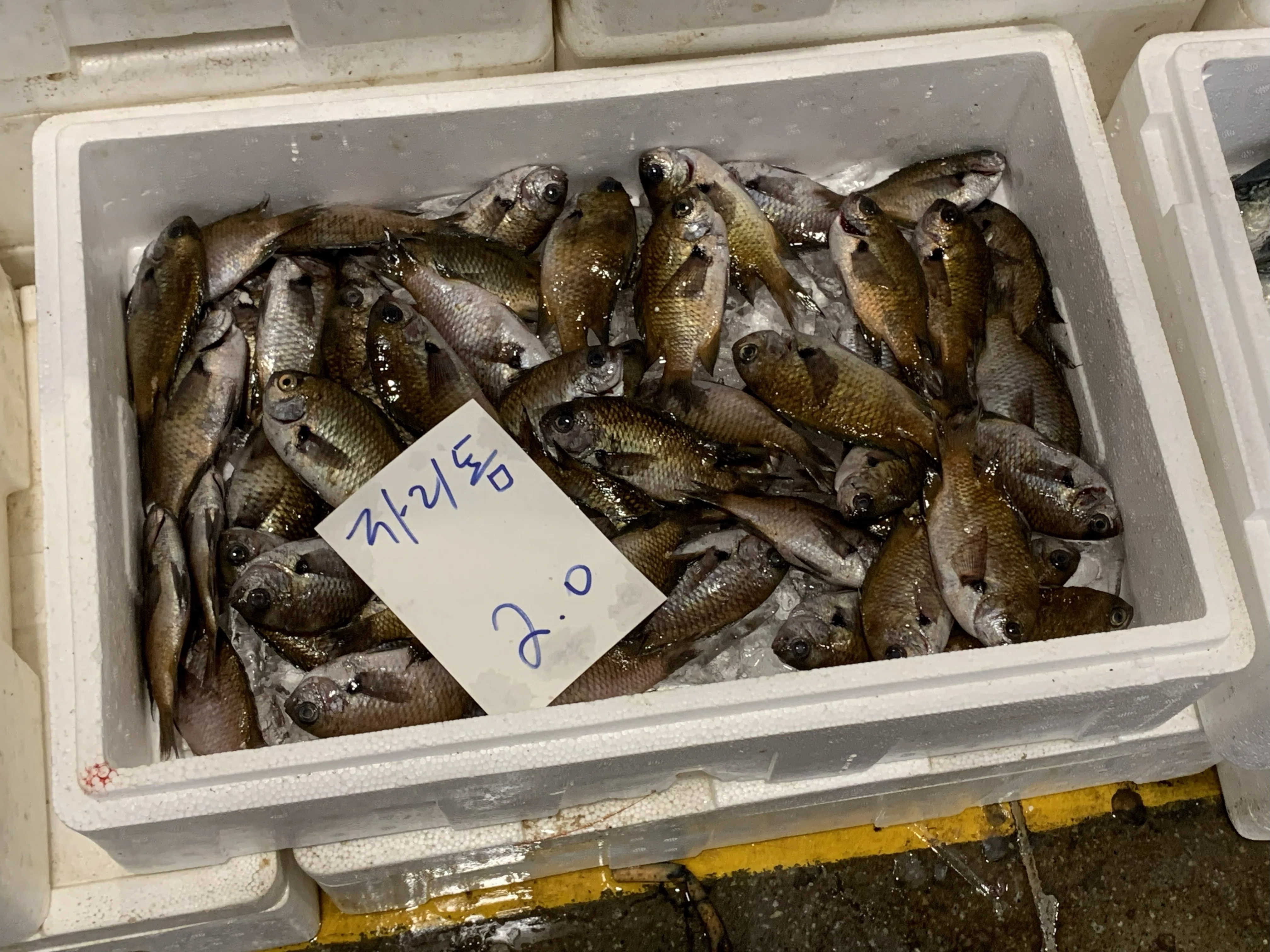 2025年11月3日（月）「未利用魚・スズメダイ（あぶってかも？）」｜お