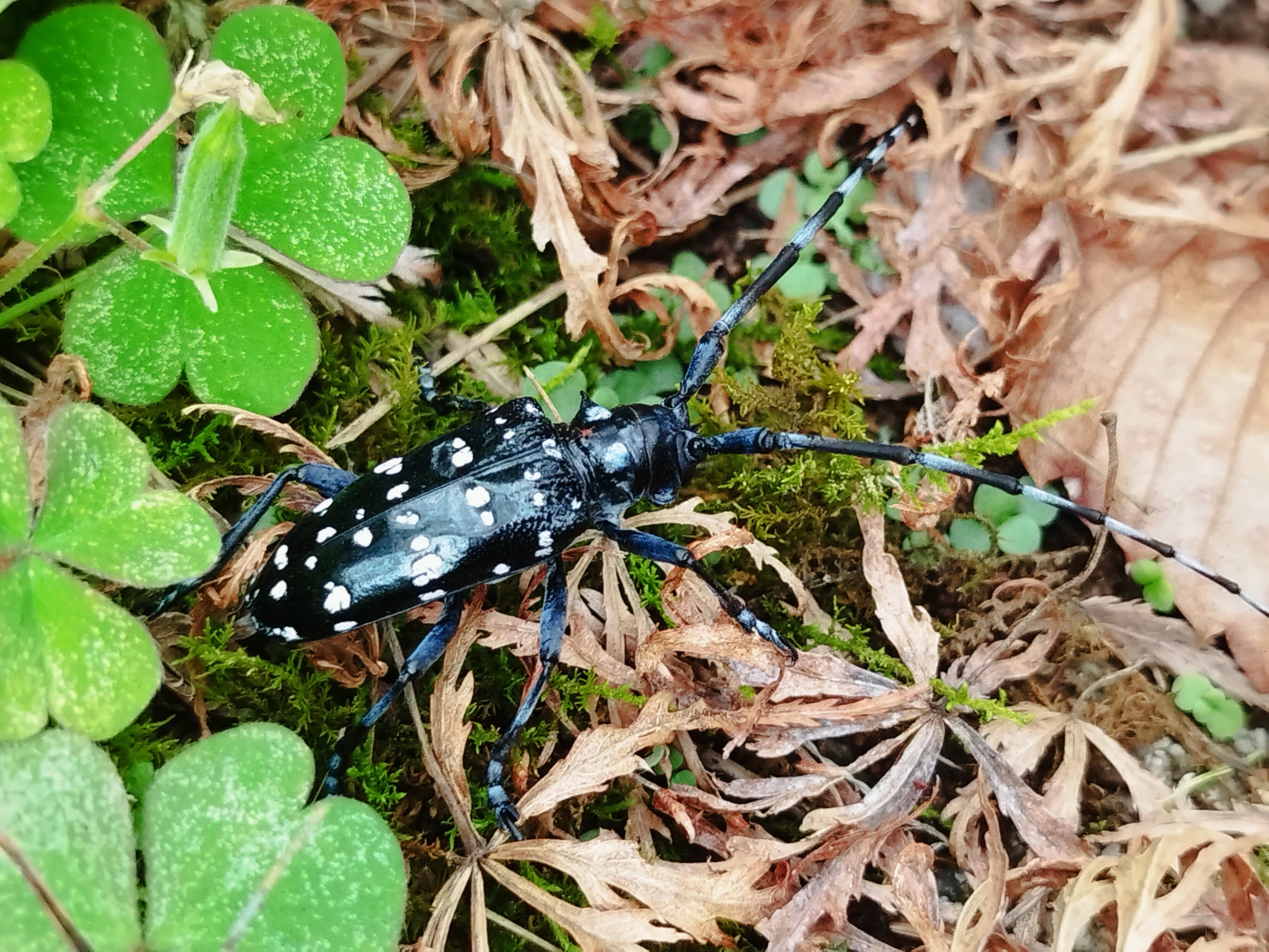 いきもの散歩～昆虫編🐞創樹写真館｜創樹（もとき）