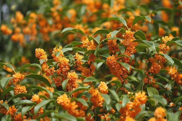 花便り＞金木犀｜清愁