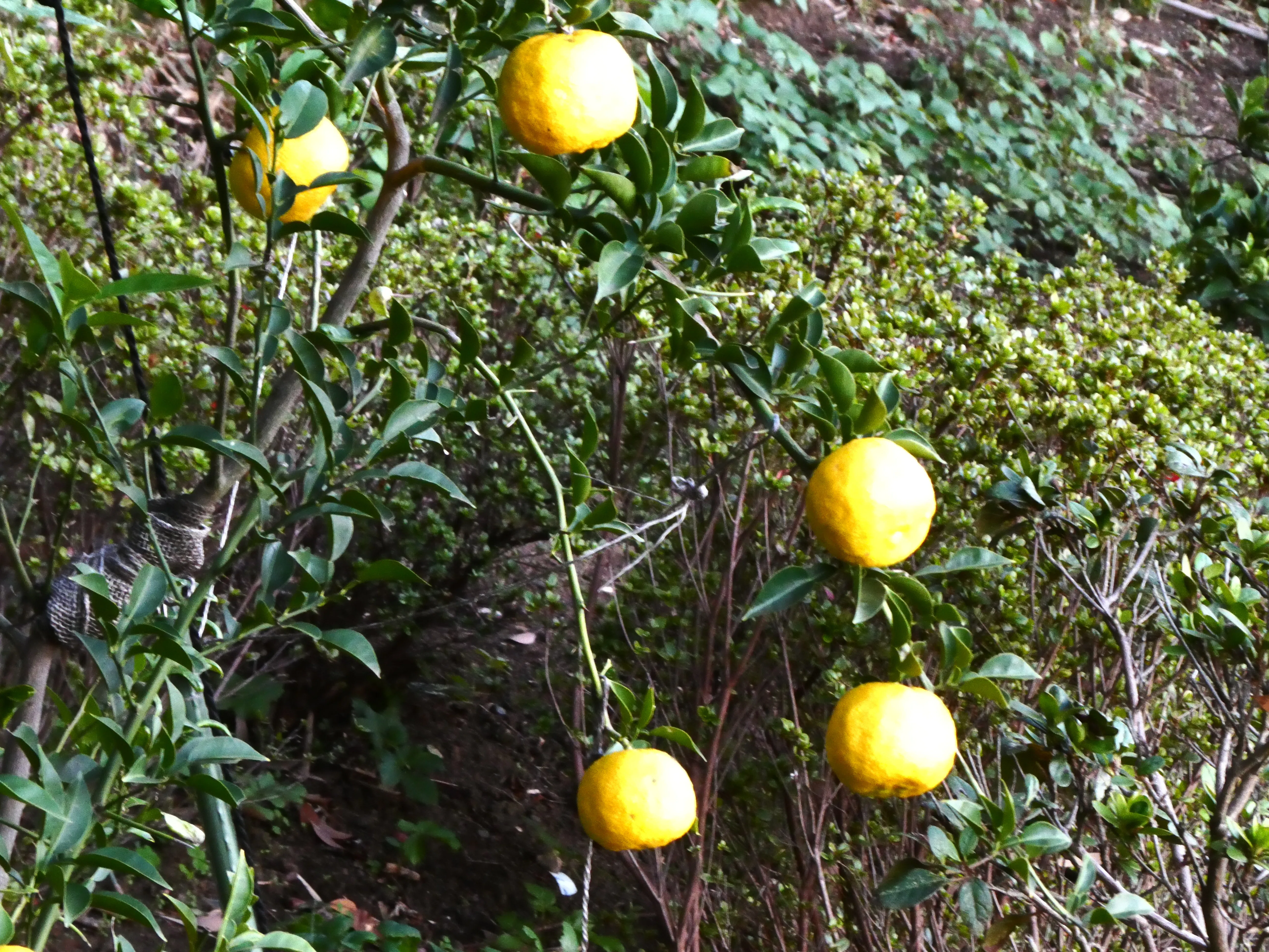 11月の「里庭果樹の顔色」｜神保賢一路の生きものと暮らす「SATONIWA」