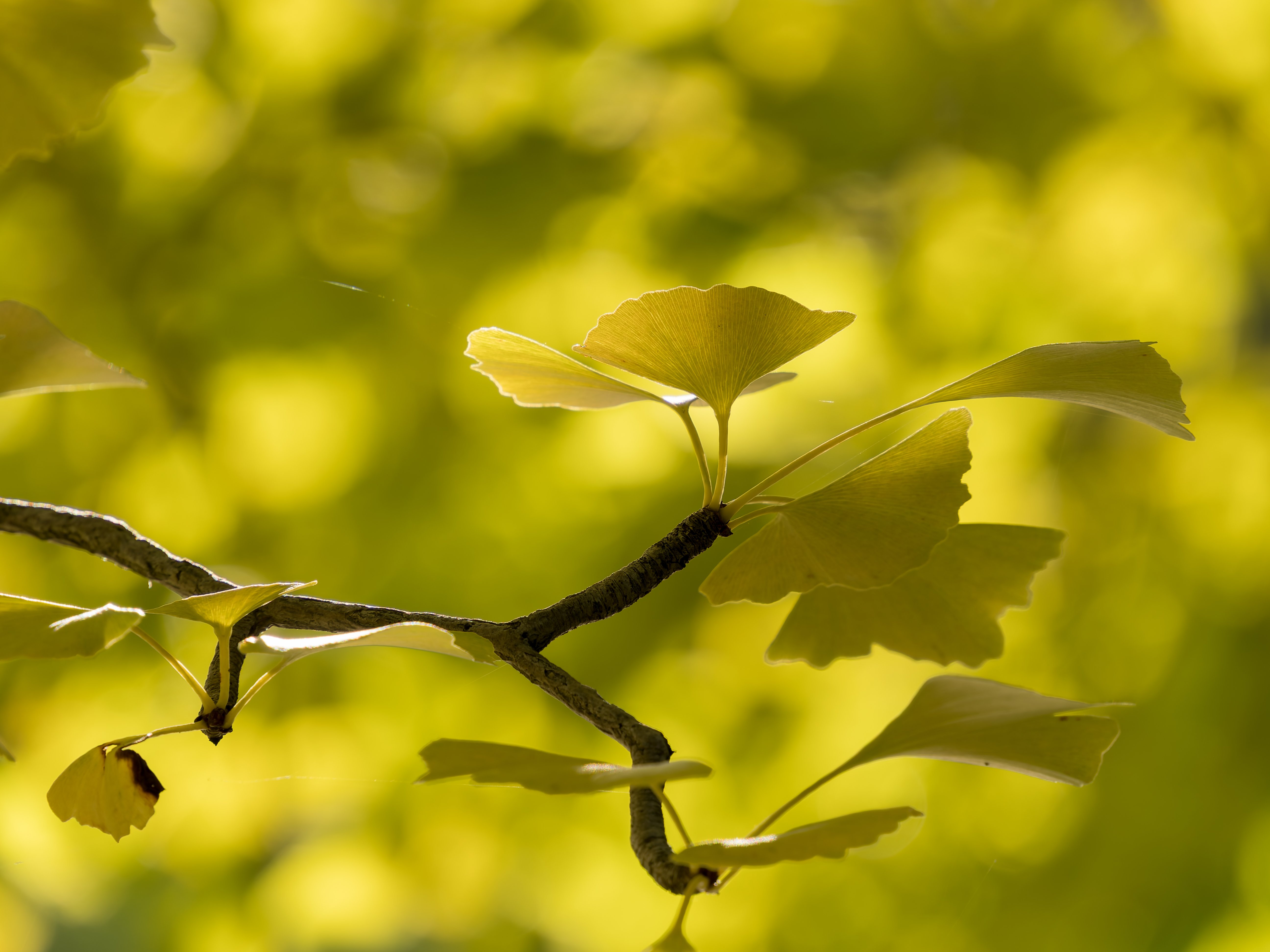 mmm　　乾山写新緑紅葉向付　雲錦向付3客ずつ　新品未使用 mmm 乾山写新緑紅葉向付 雲錦向付3客ずつ 新品未使用