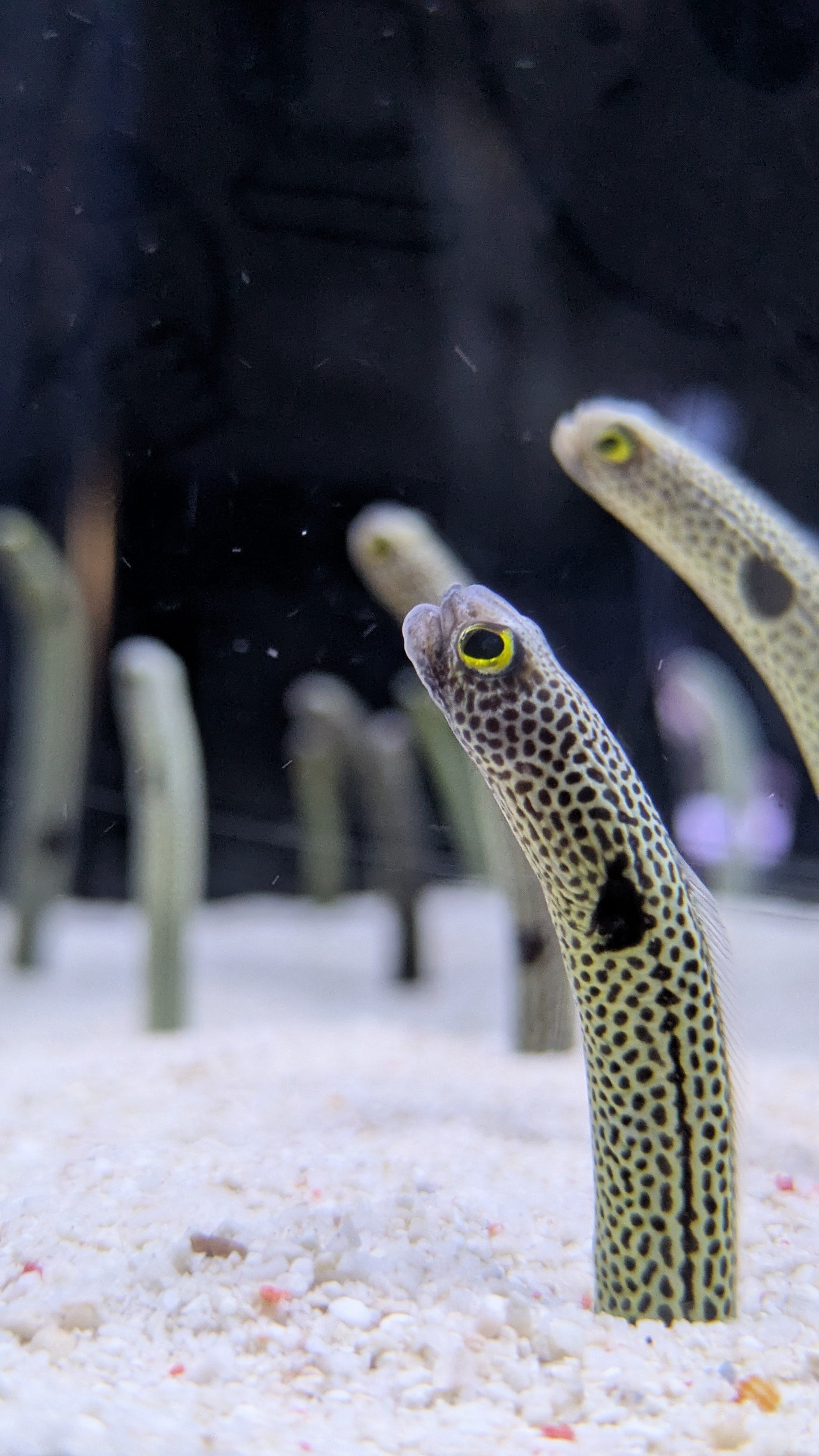 チンアナゴ祭り｜紗海(サク)