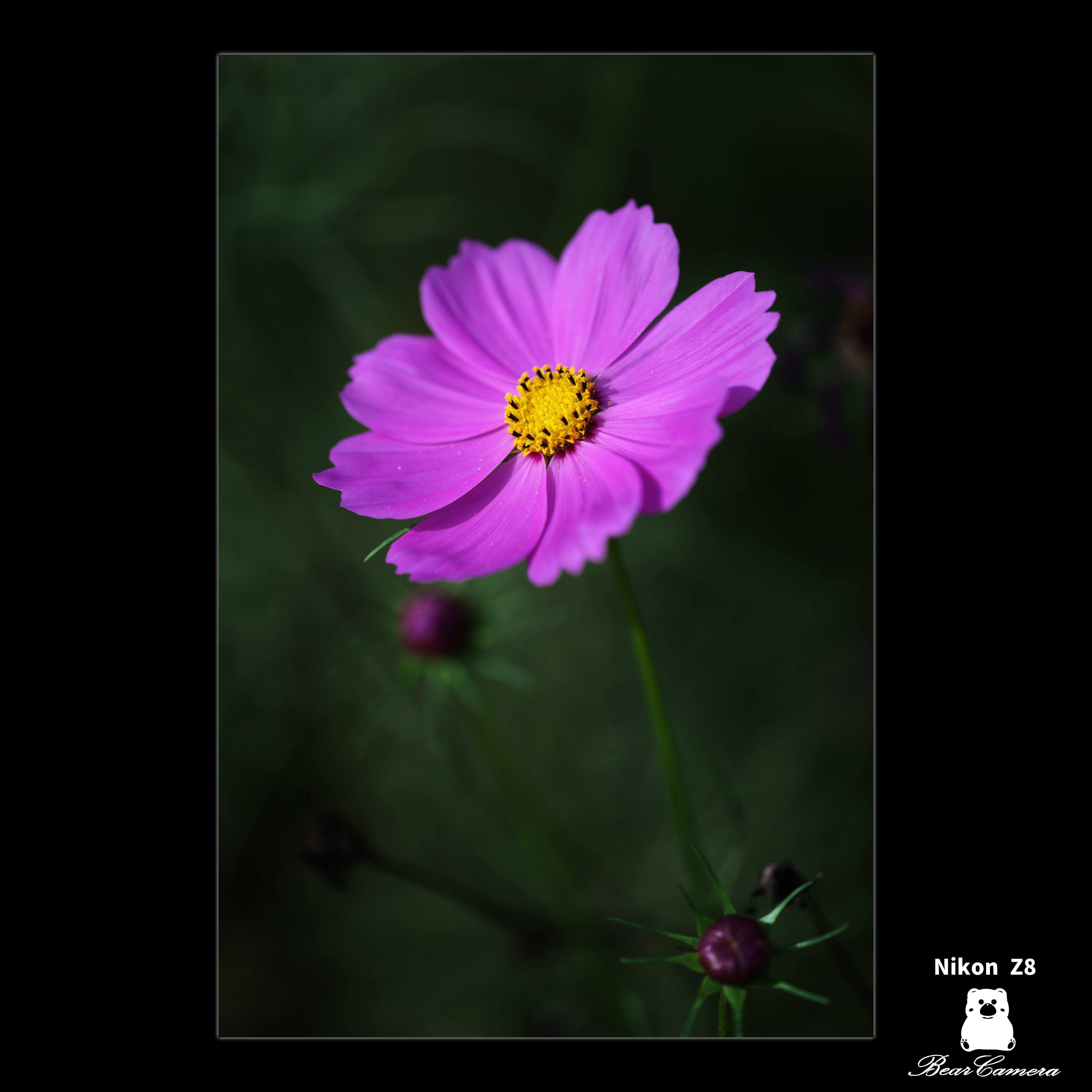 コスモス｜くまかめら