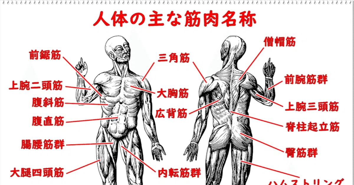 大胸筋のチューブ筋トレメニュー|部位別(上部・内側・下部)の鍛え方を解説|マズレンコ製作所日本正規輸入代理店