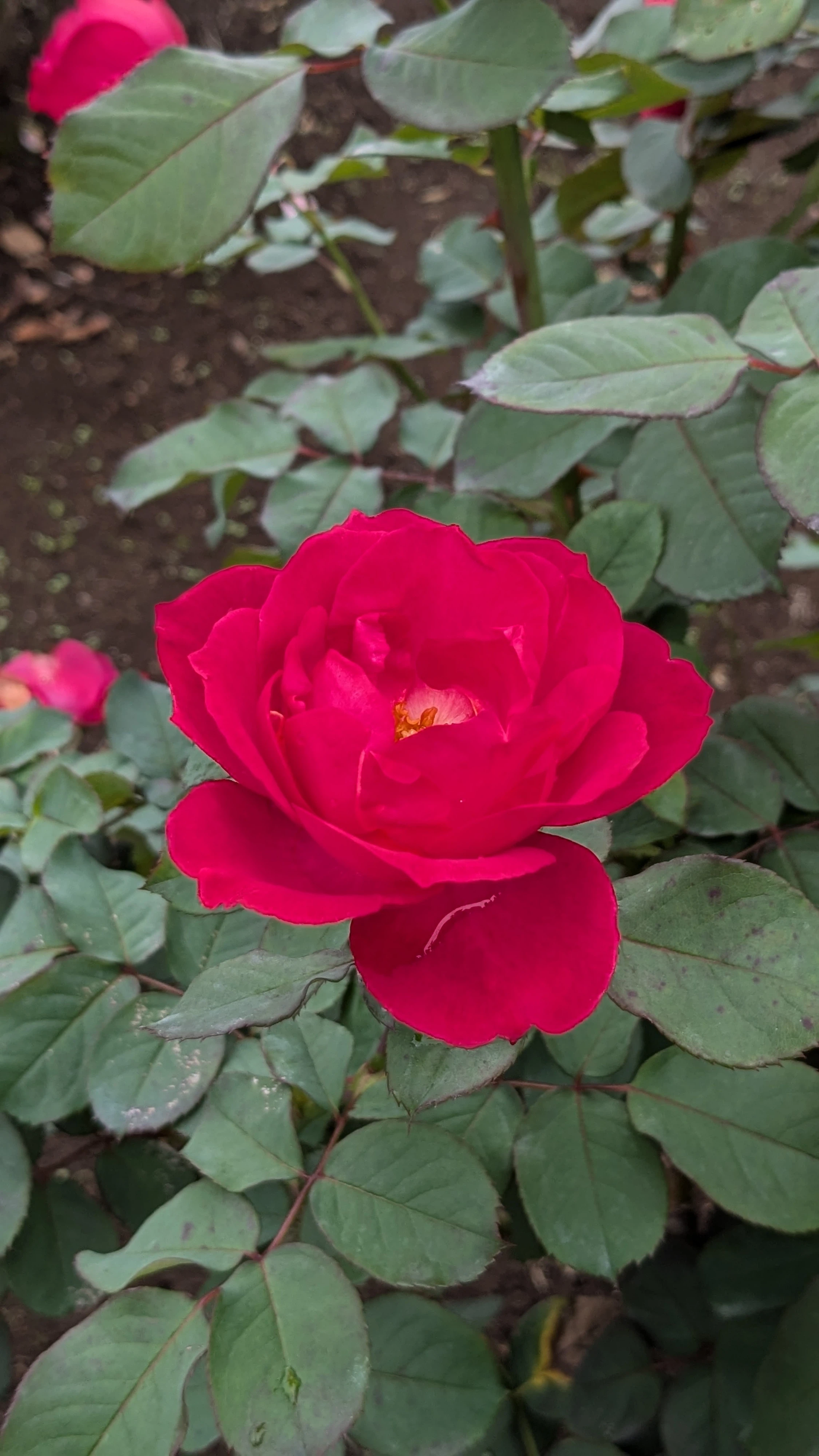 90 In Roses Wrapped in the Scent of Roses🌹… Jindai Botanical Garden🌿 A Relaxing ...