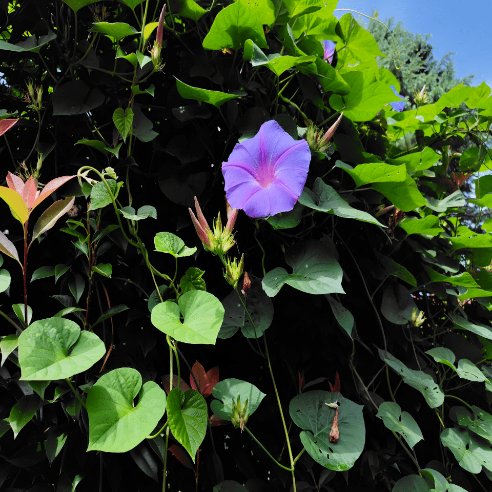 秋の朝顔｜nishita_ogikubo0909