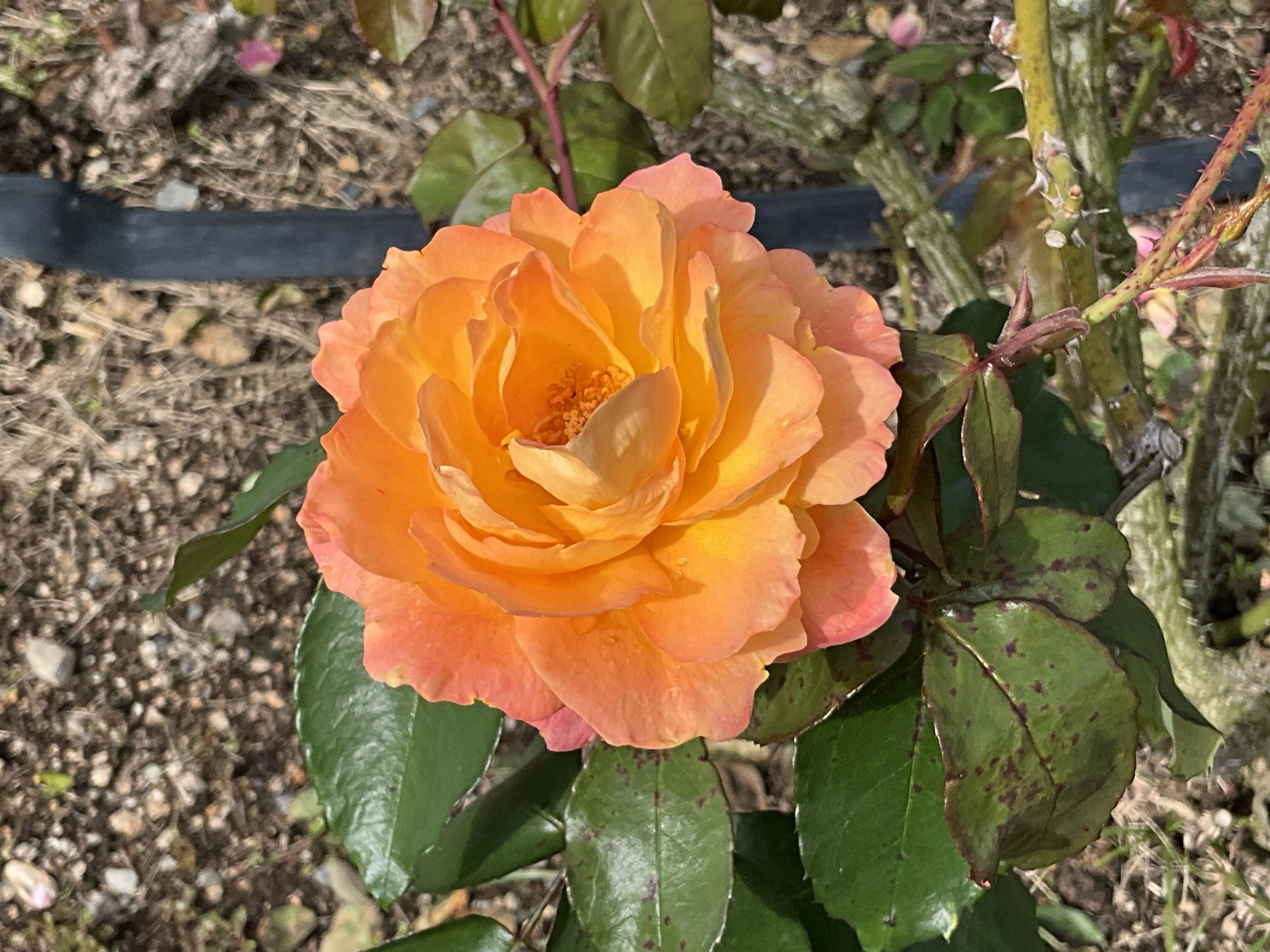 11月4日のスヴニール・ドゥ・アンネ・フランクなど（京都府立植物園 